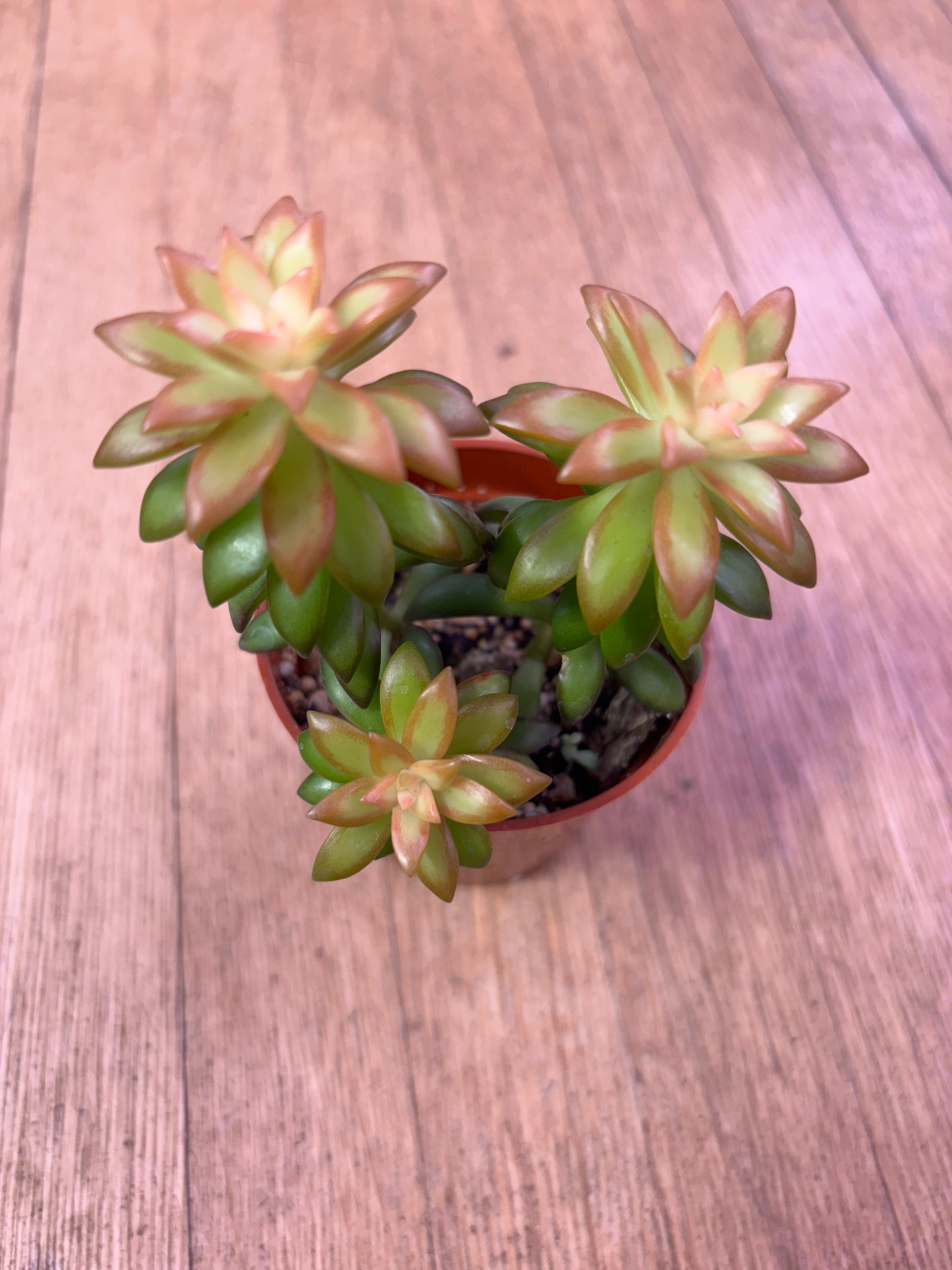 Sedum Orange Glow (Rare)