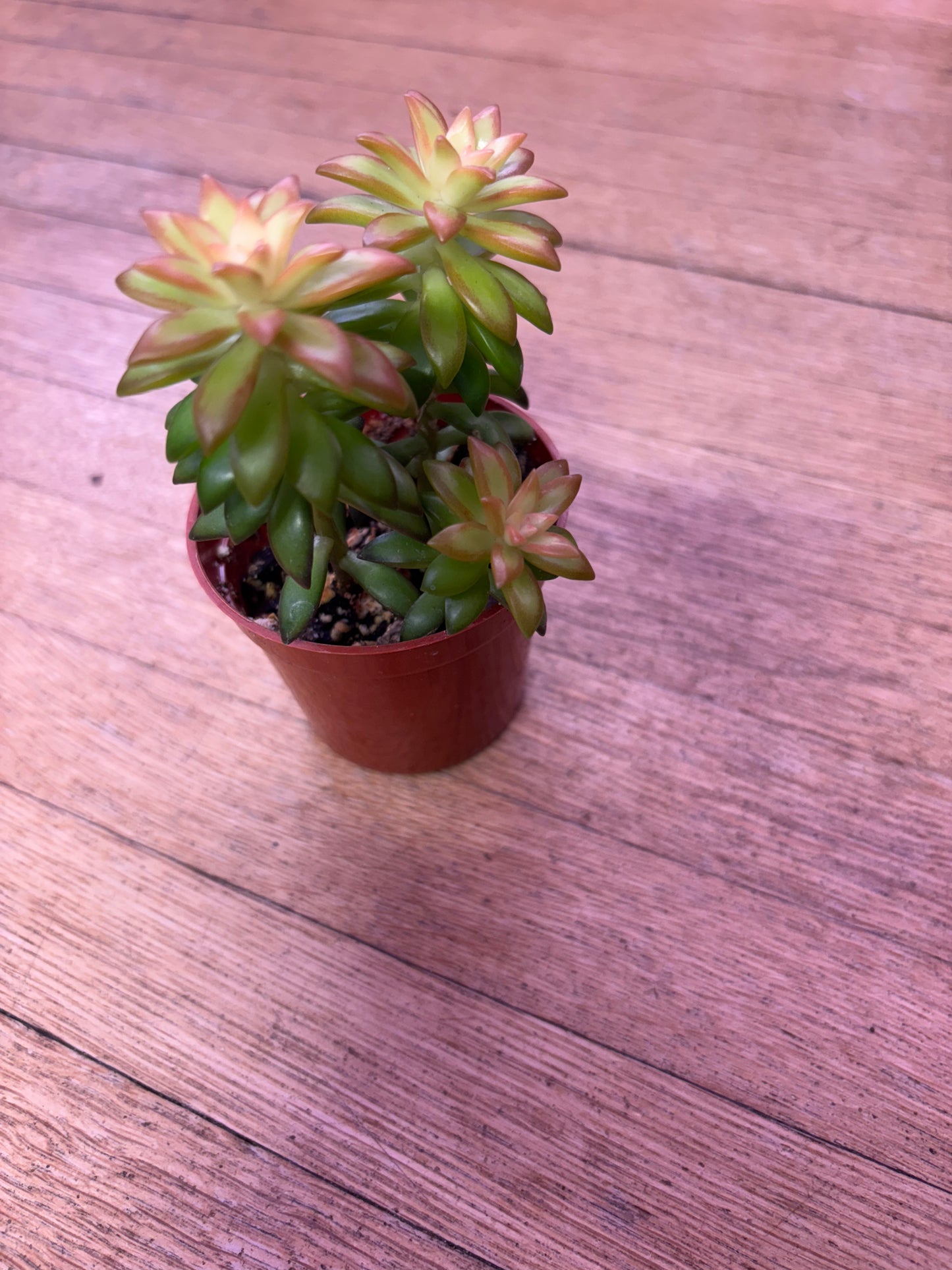 Sedum Orange Glow (Rare)
