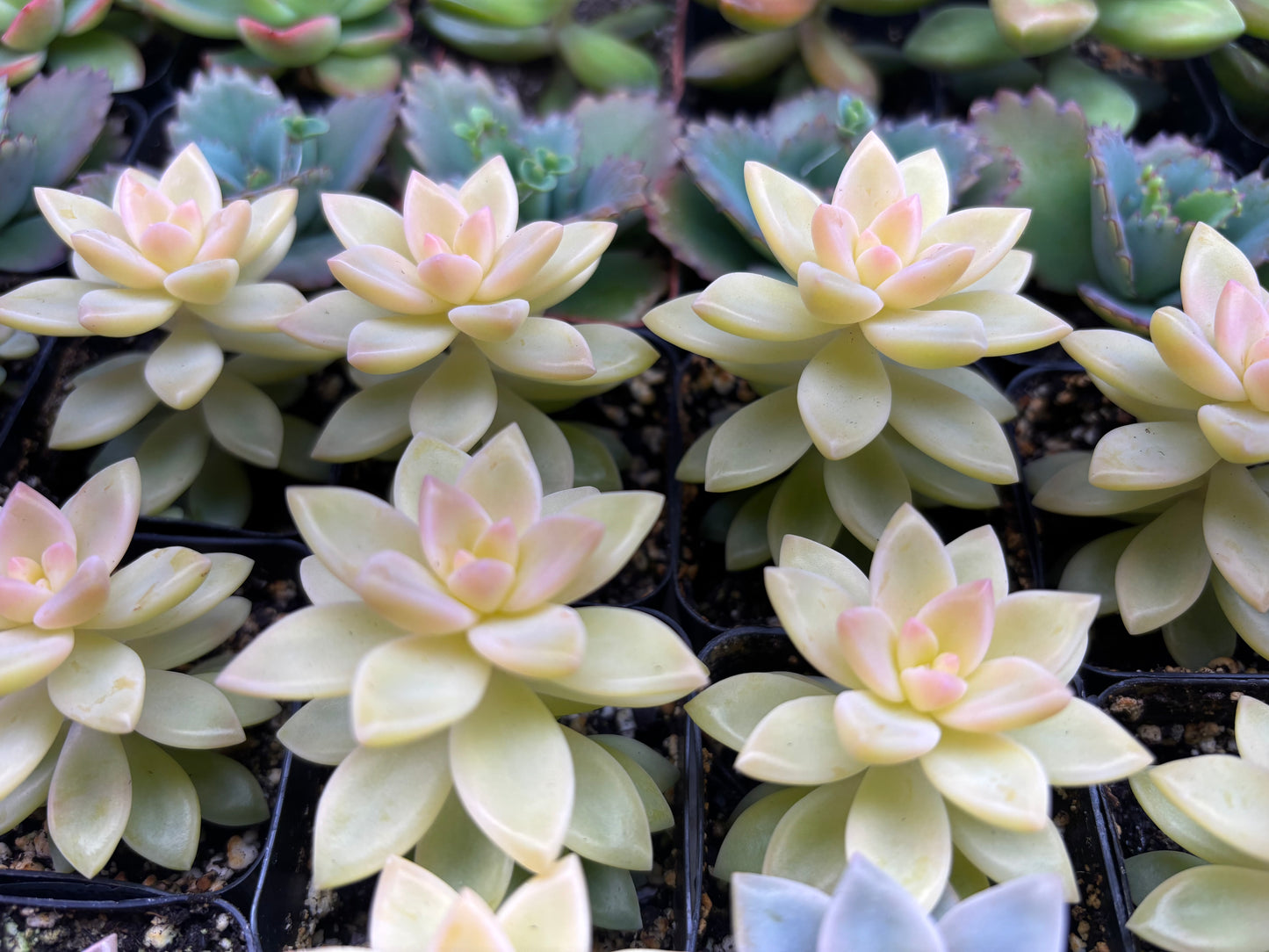 Variegated Yellow Ghost Plant (Rare)