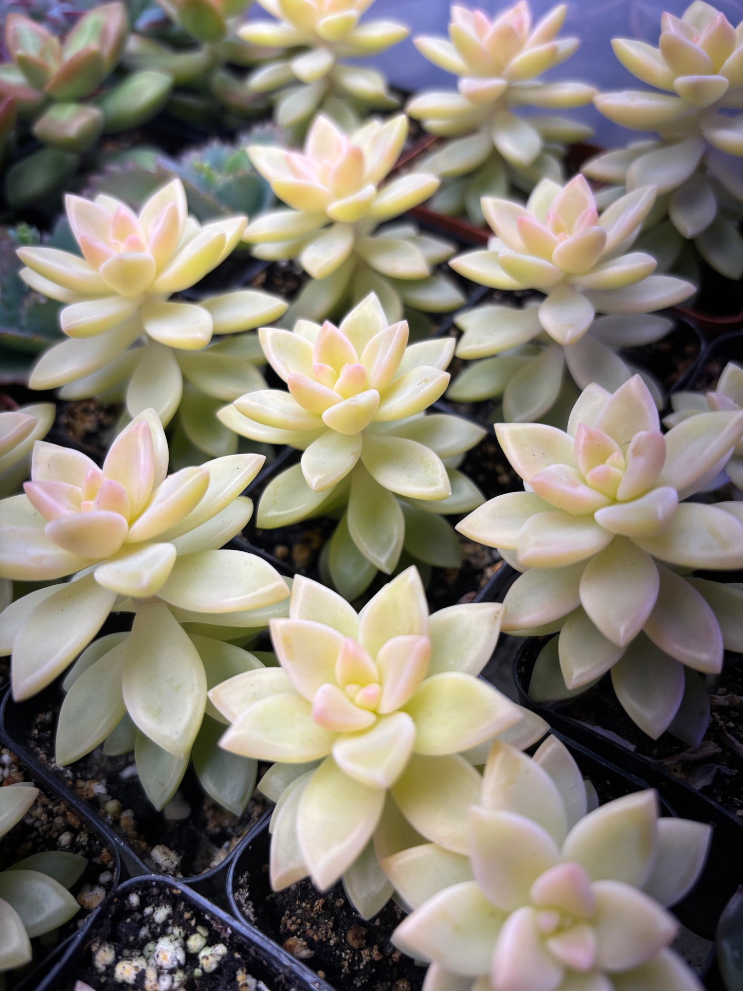 Variegated Yellow Ghost Plant (Rare)