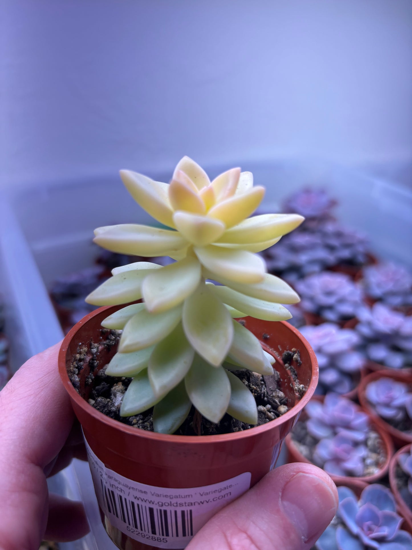 Variegated Yellow Ghost Plant (Rare)