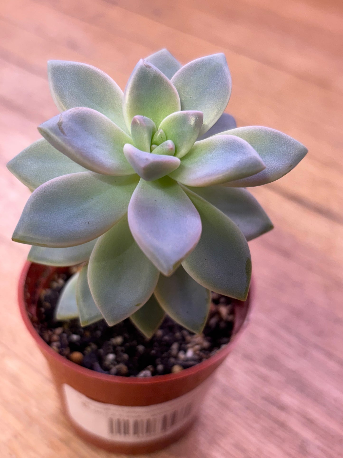 Variegated Blue Ghost Plant (Rare)