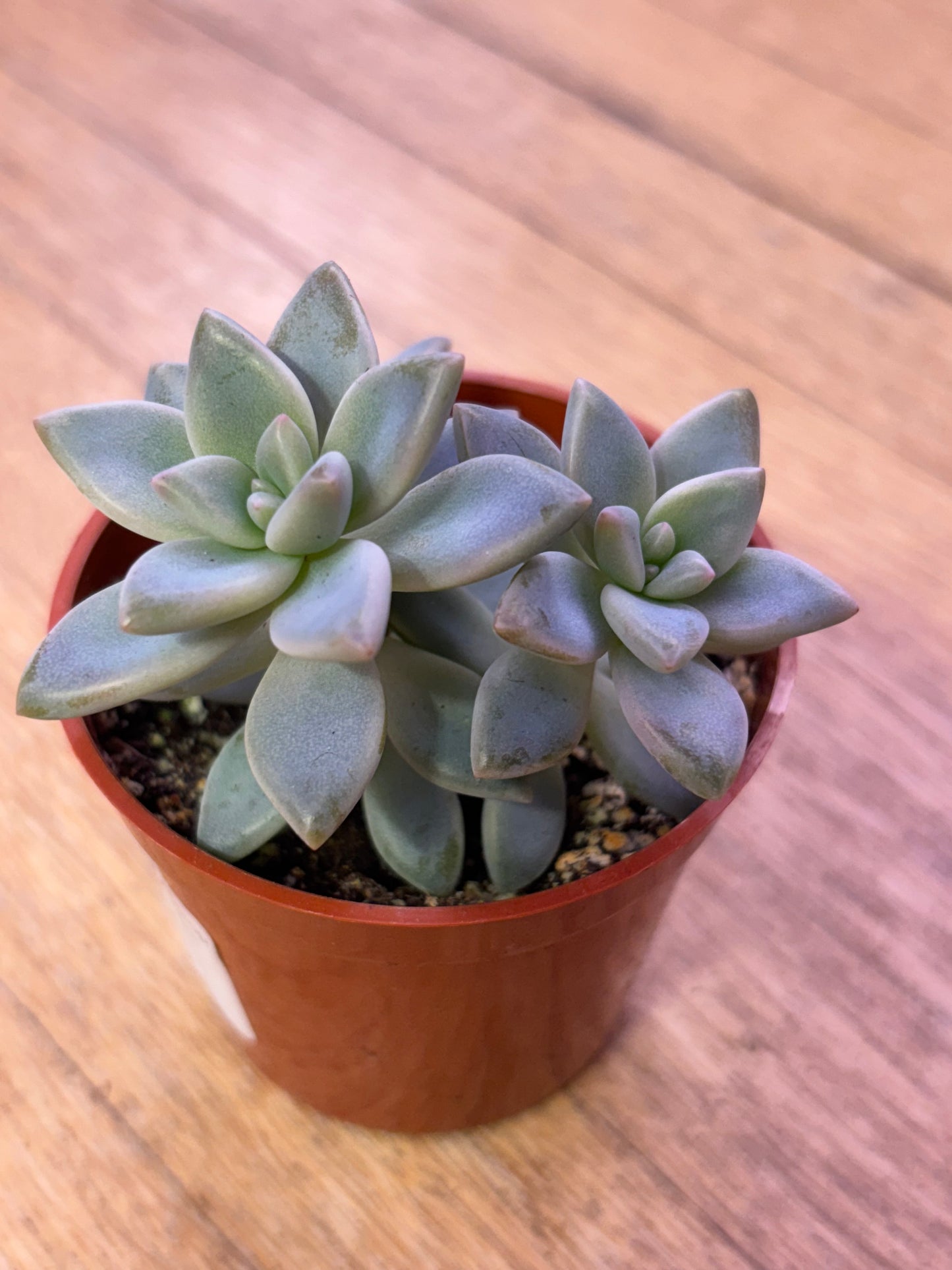 Variegated Blue Ghost Plant (Rare)