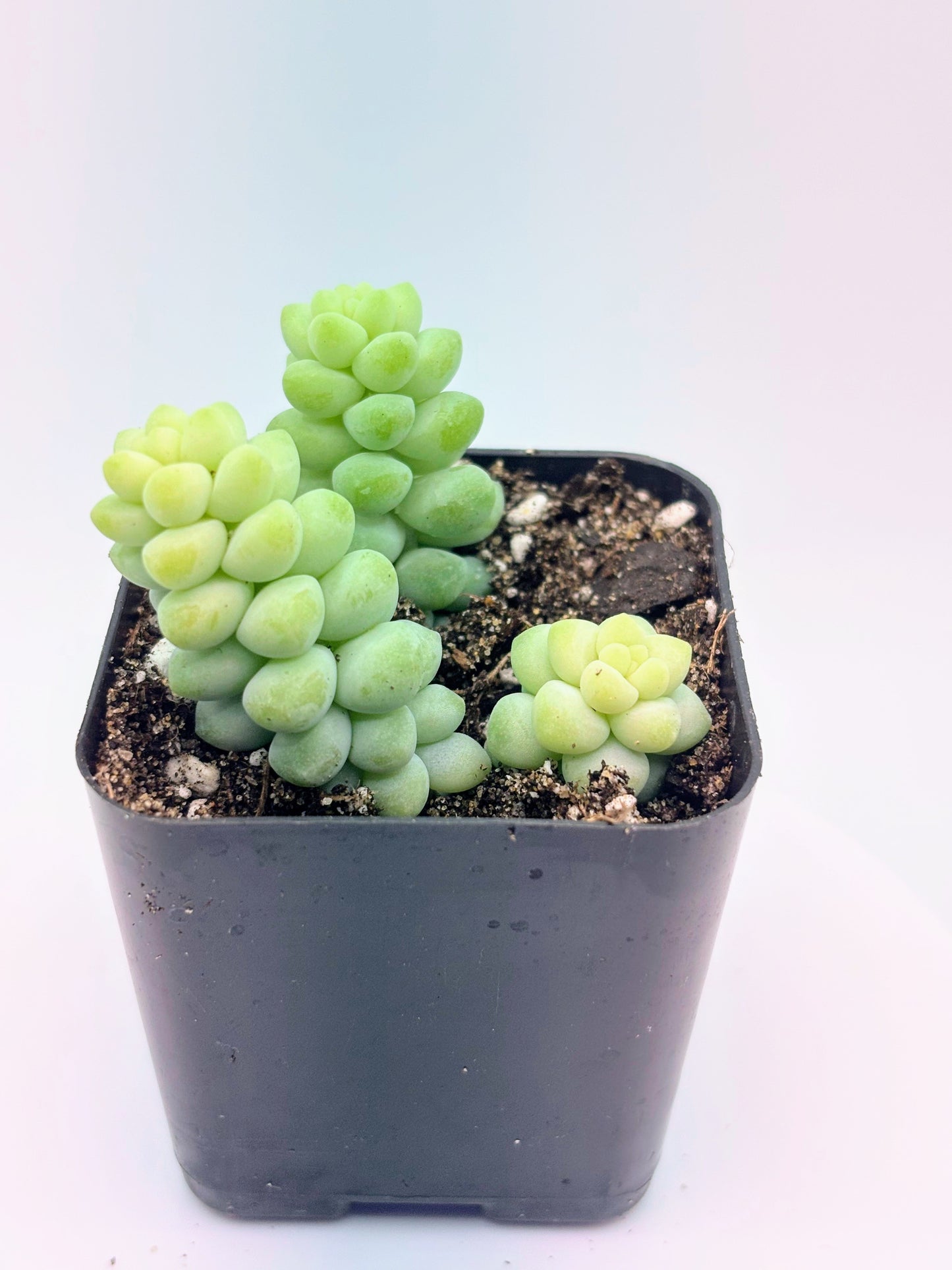 Sedum Burrito 'Baby Donkey's Tail' or 'Burro's Tail'