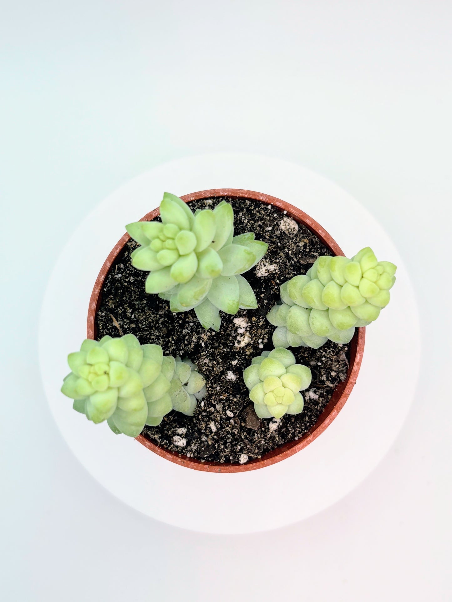 Sedum Burrito 'Baby Donkey's Tail' or 'Burro's Tail'
