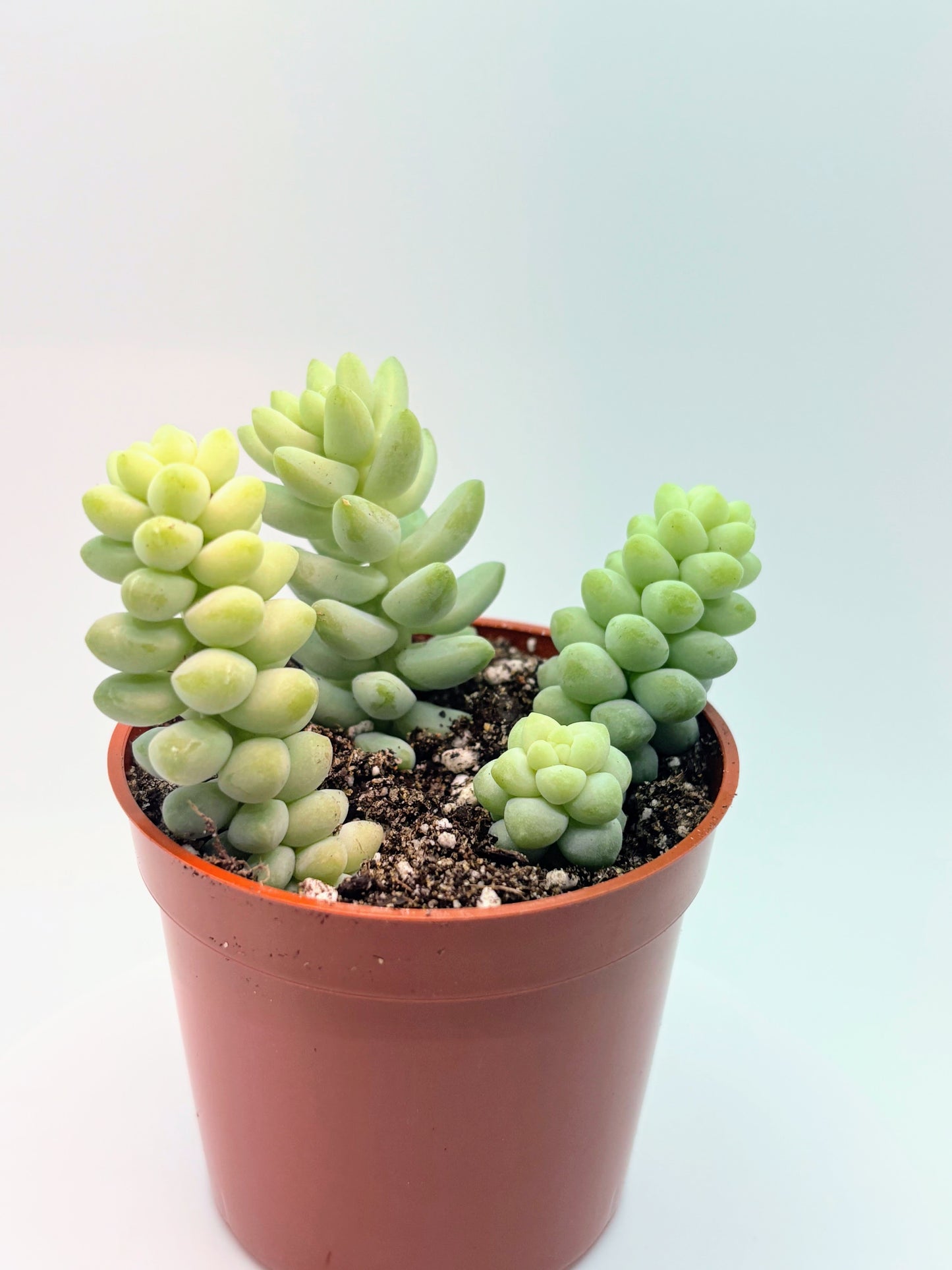 Sedum Burrito 'Baby Donkey's Tail' or 'Burro's Tail'