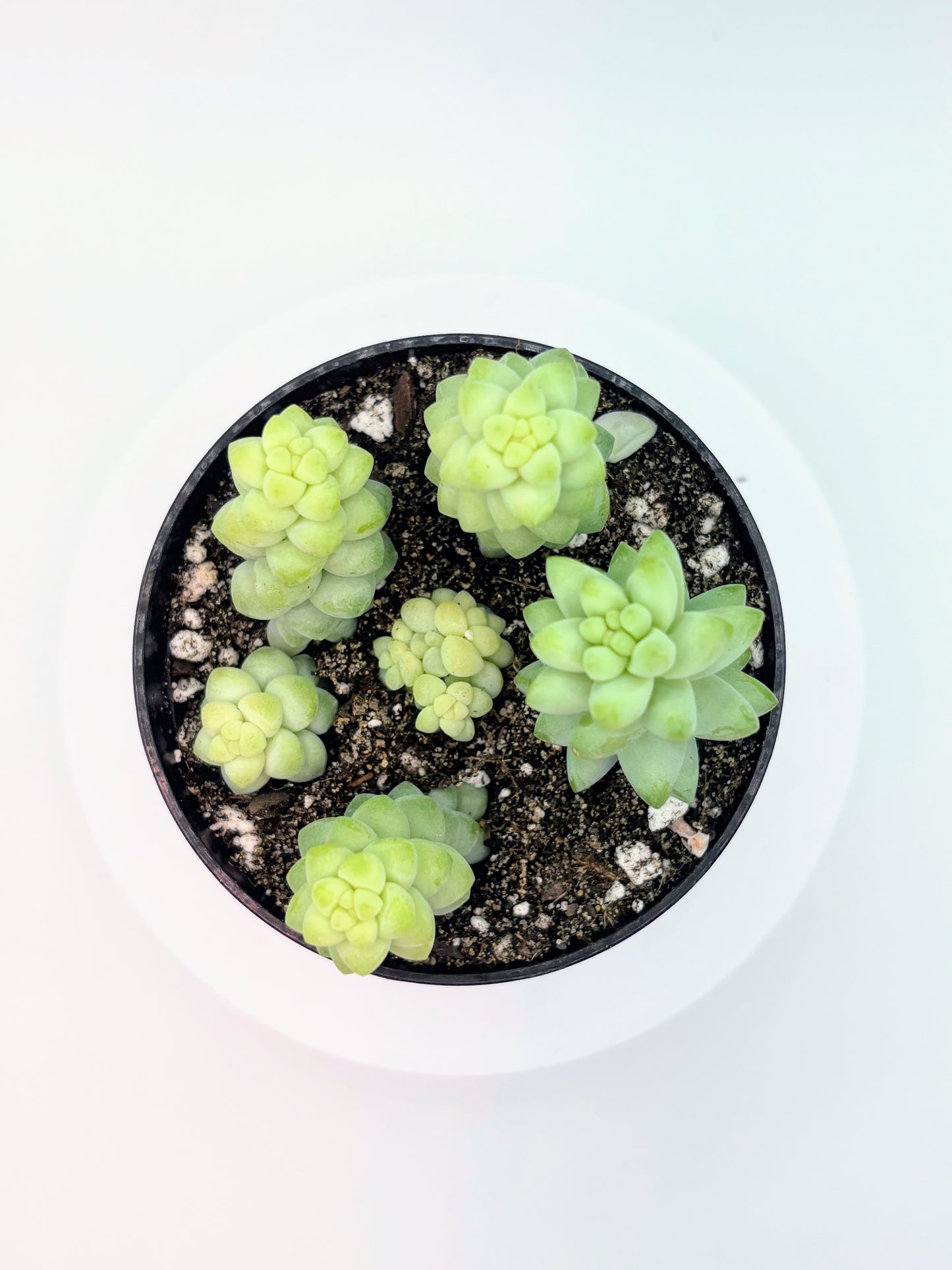 Sedum Burrito 'Baby Donkey's Tail' or 'Burro's Tail'