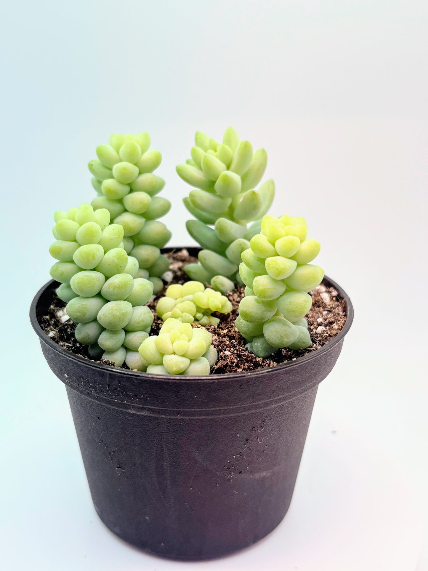 Sedum Burrito 'Baby Donkey's Tail' or 'Burro's Tail'