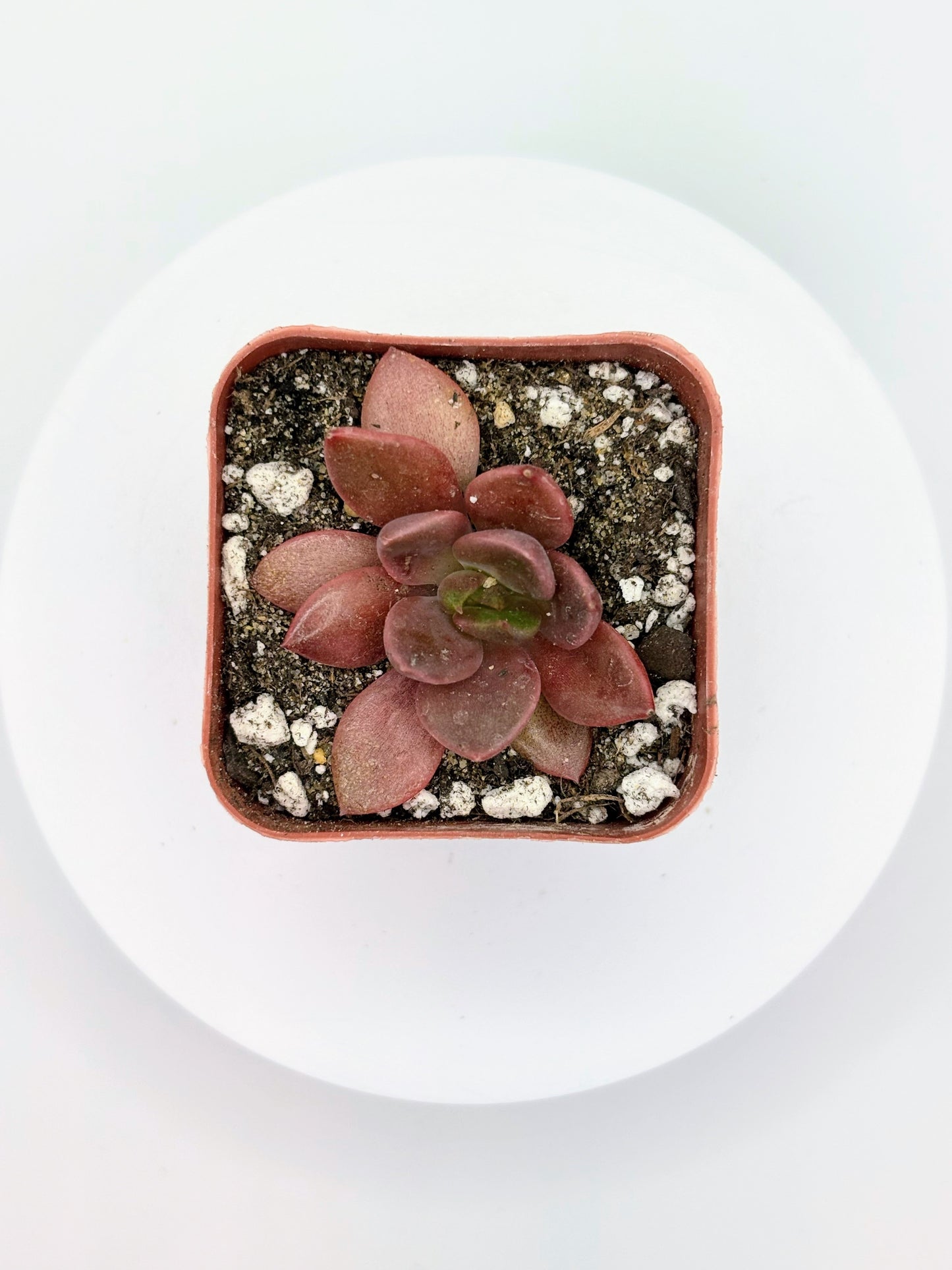 (Rare) Echeveria Red Wolf