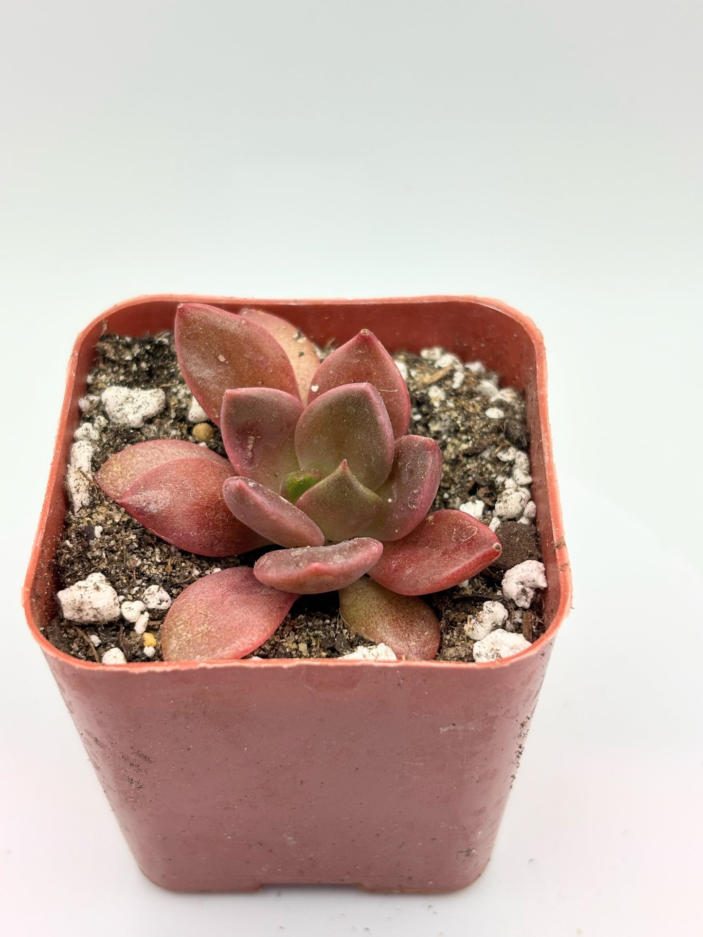 (Rare) Echeveria Red Wolf