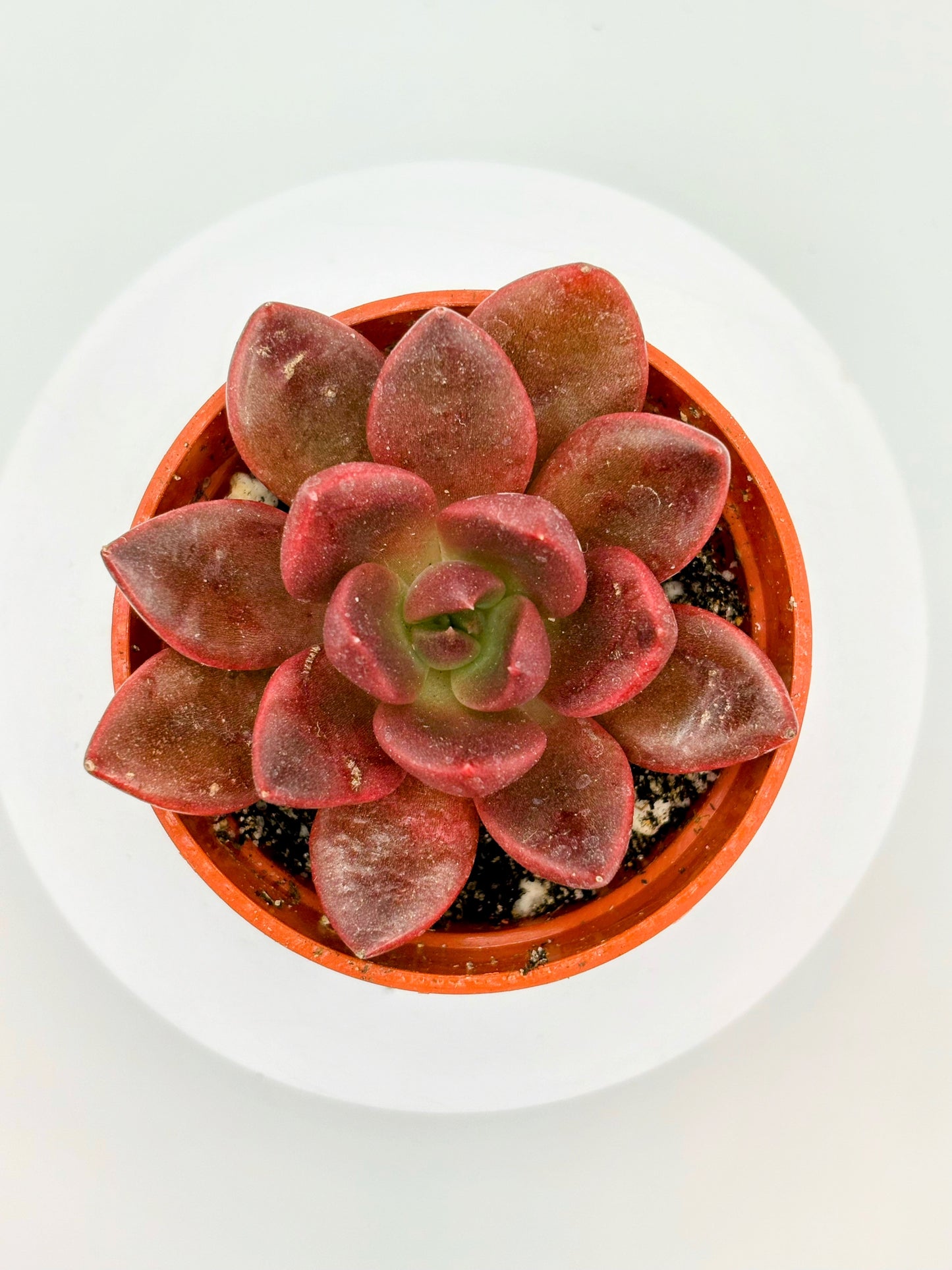(Rare) Echeveria Red Wolf