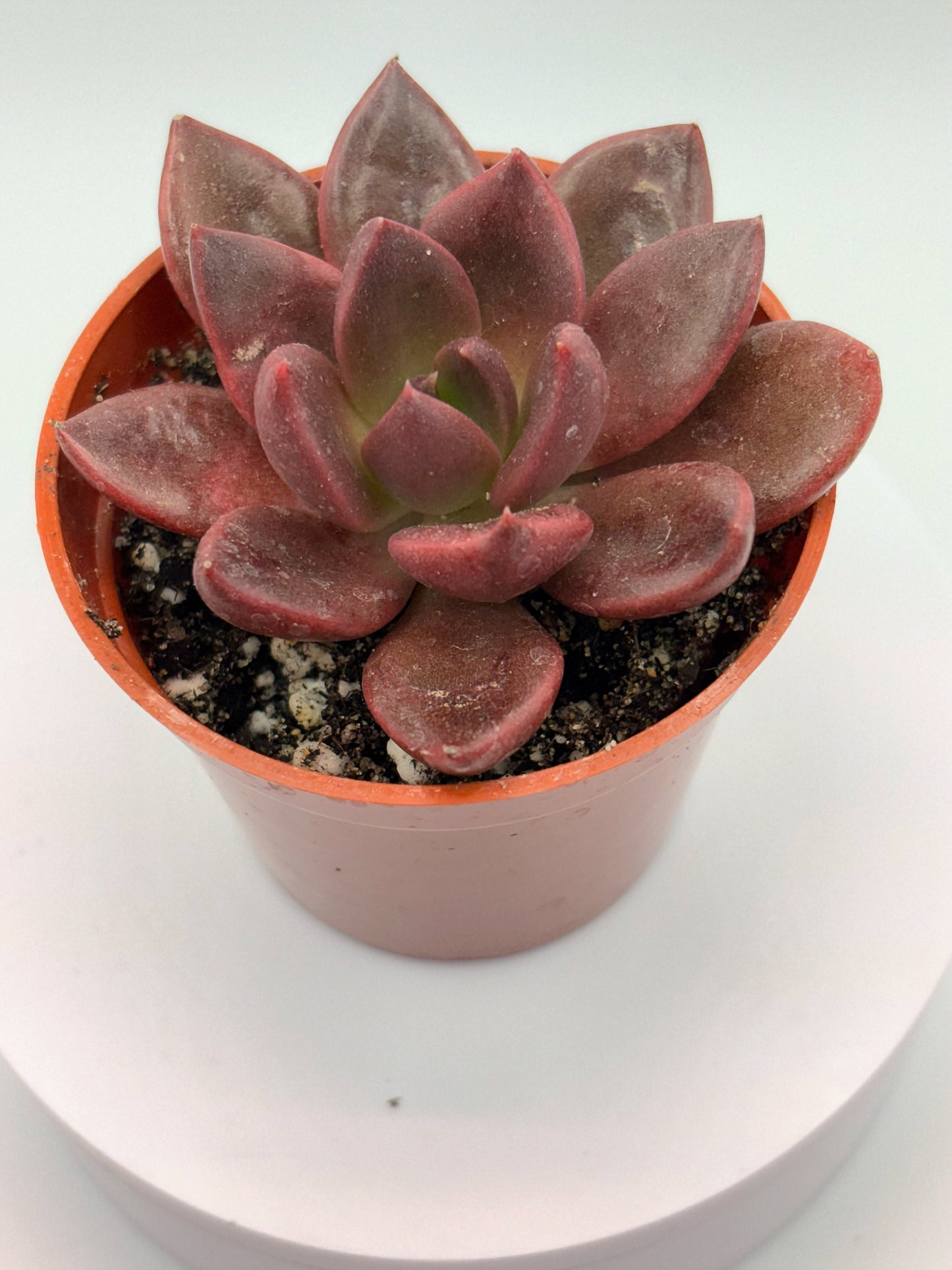 (Rare) Echeveria Red Wolf