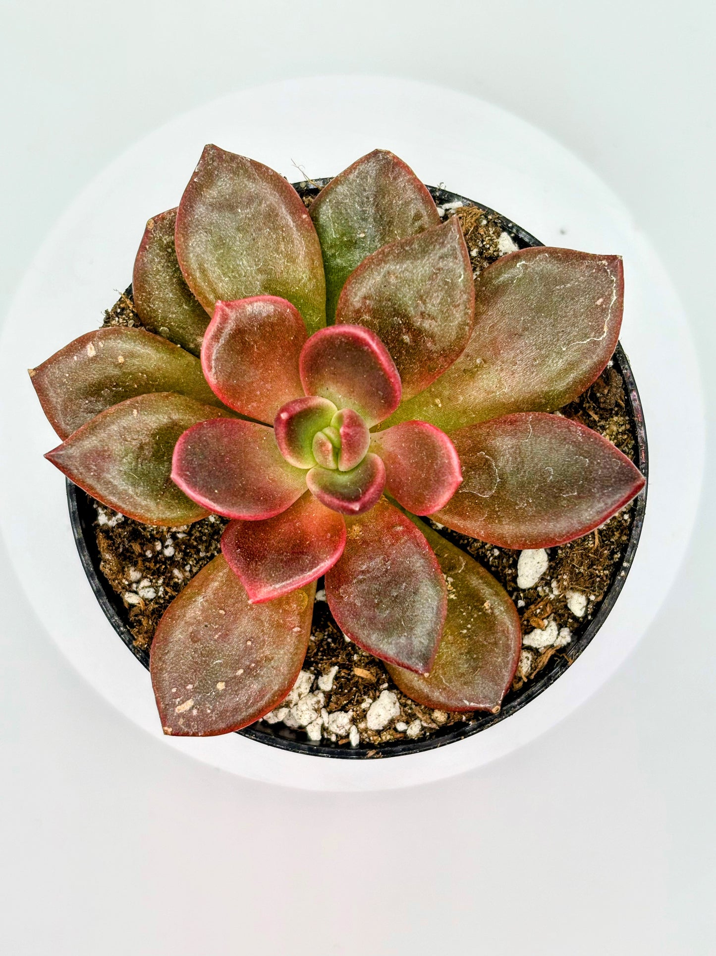 (Rare) Echeveria Red Wolf