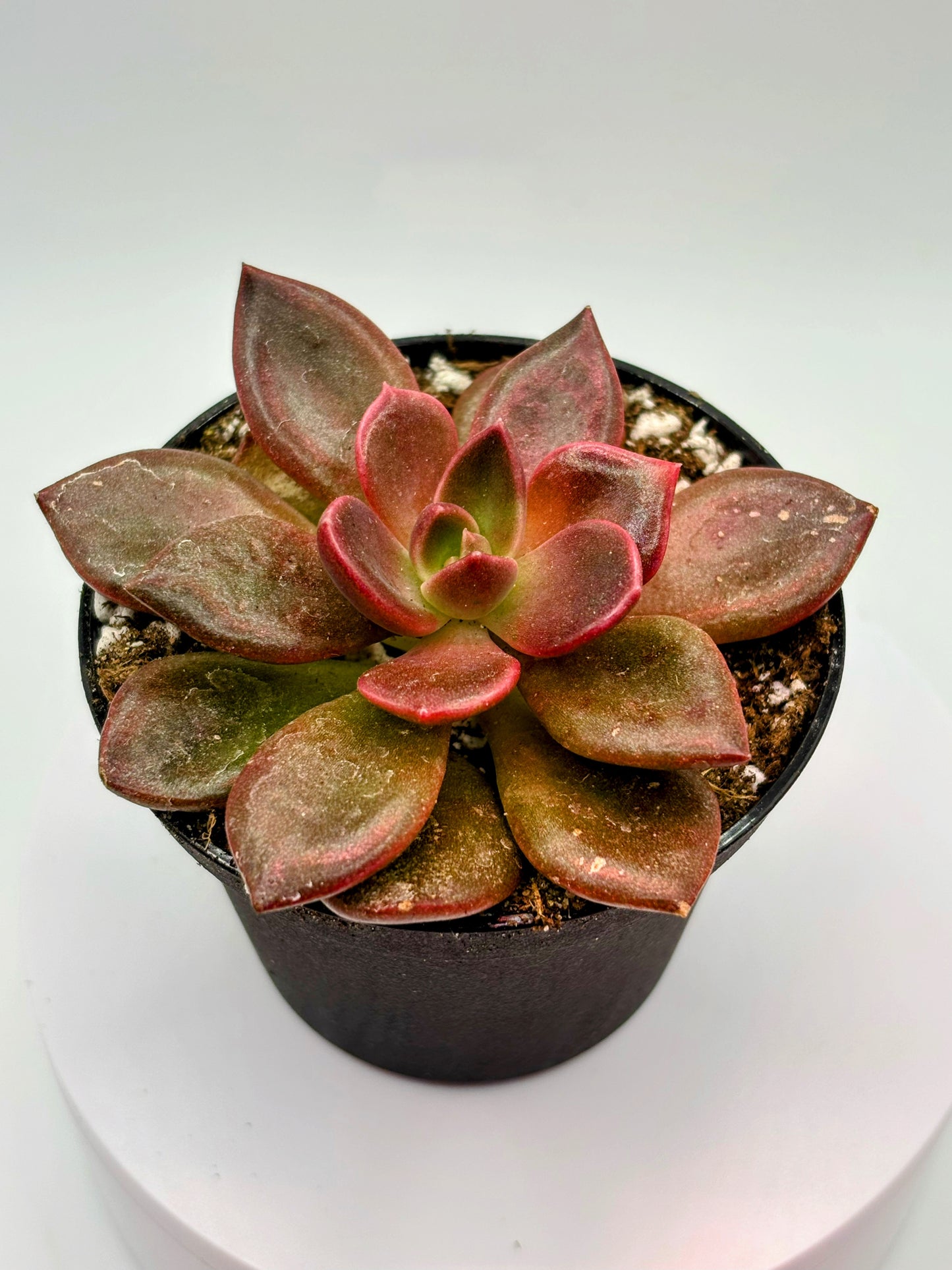 (Rare) Echeveria Red Wolf