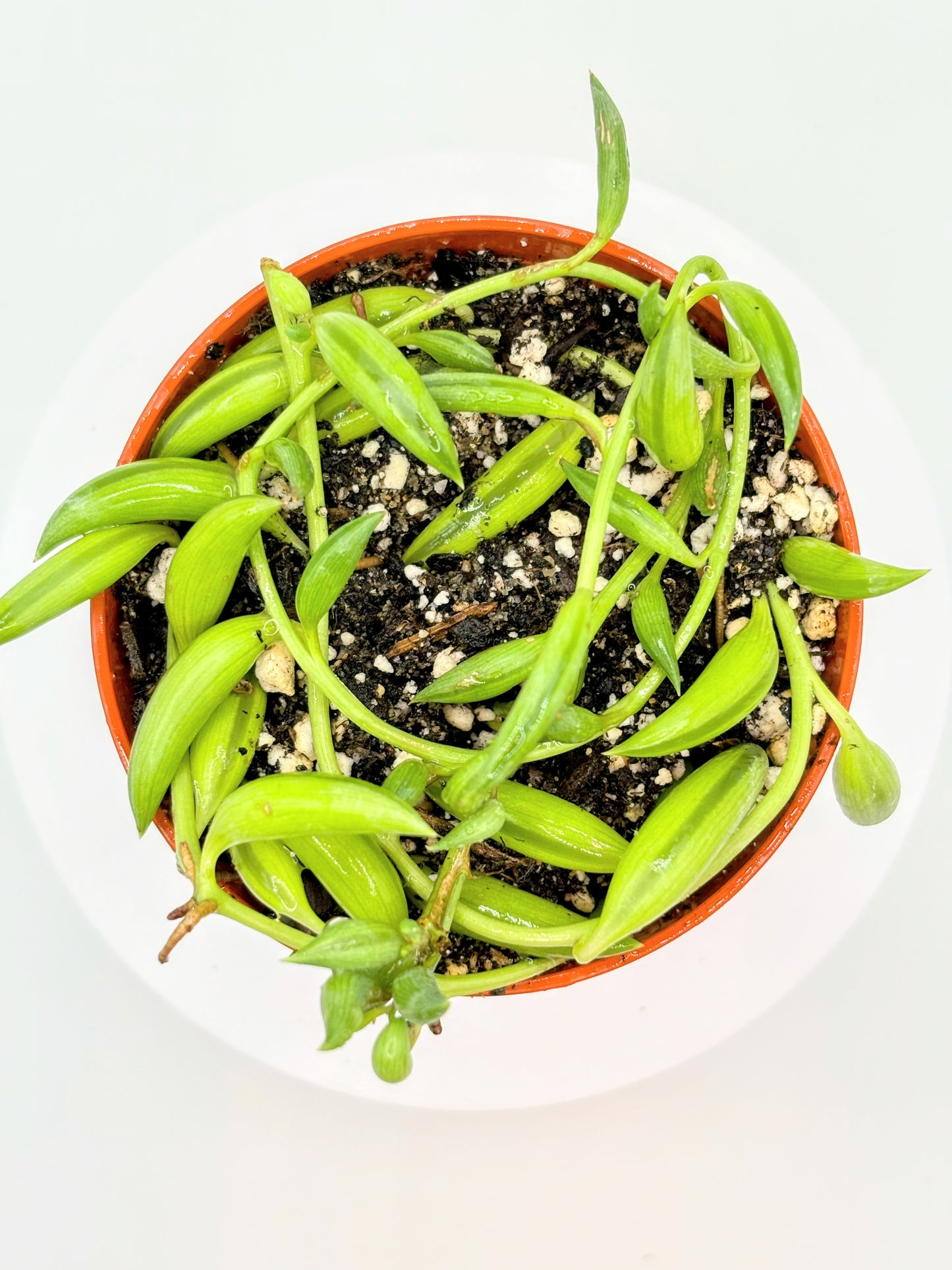 String of Bananas