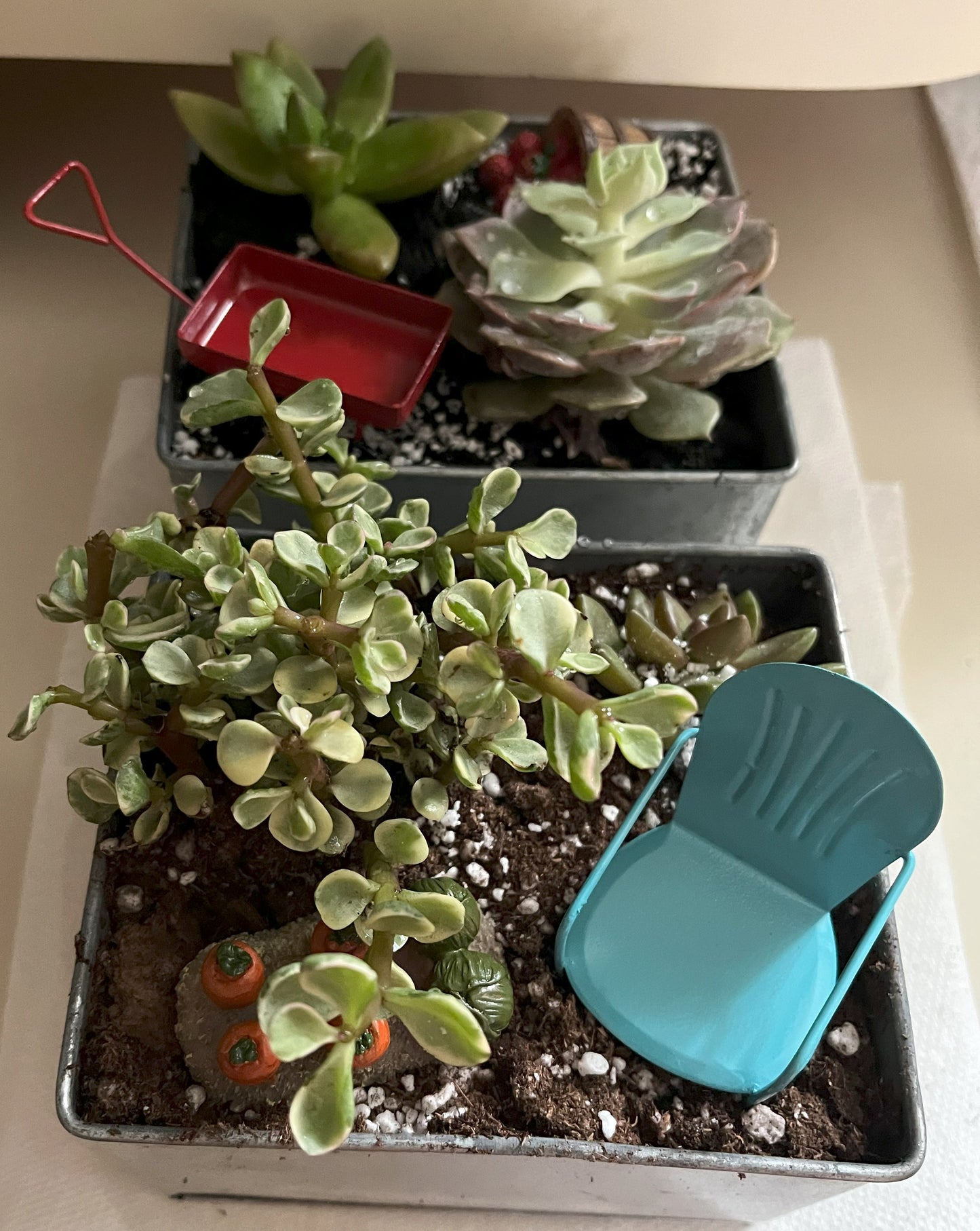 Custom Succulent Garden