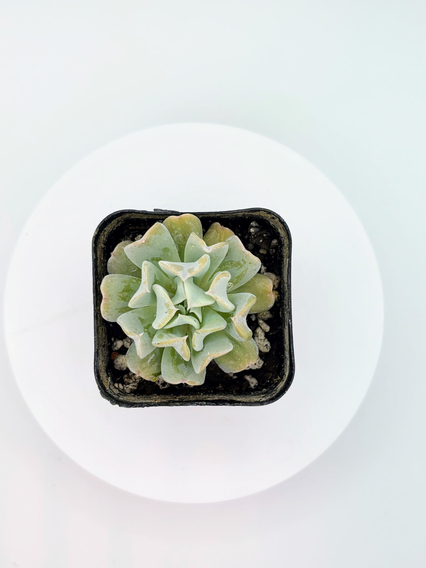 Echeveria runyonii 'Topsy Turvy'