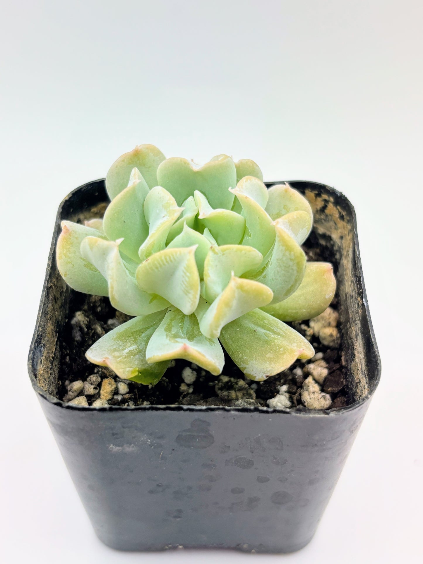 Echeveria runyonii 'Topsy Turvy'