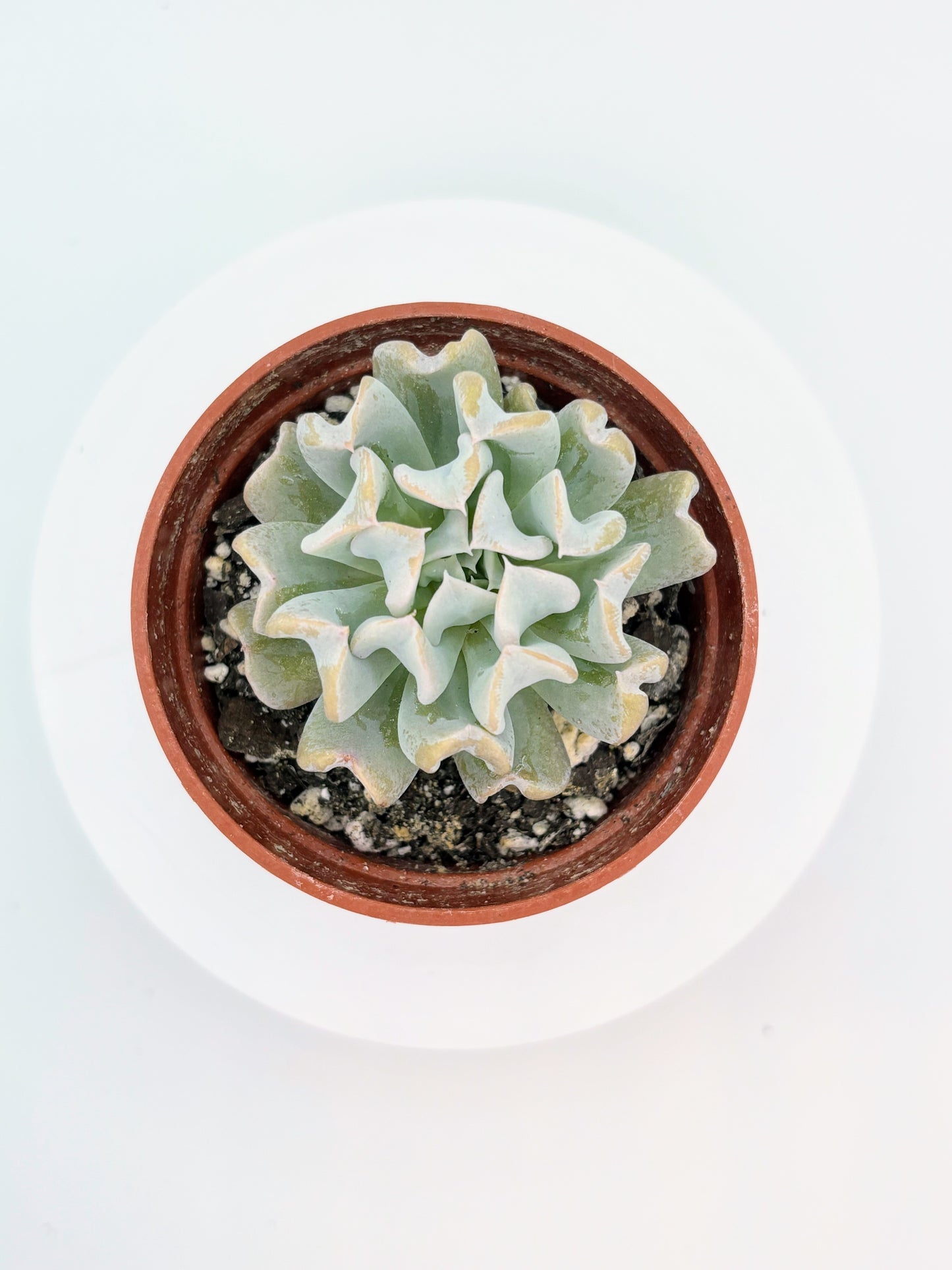 Echeveria runyonii 'Topsy Turvy'