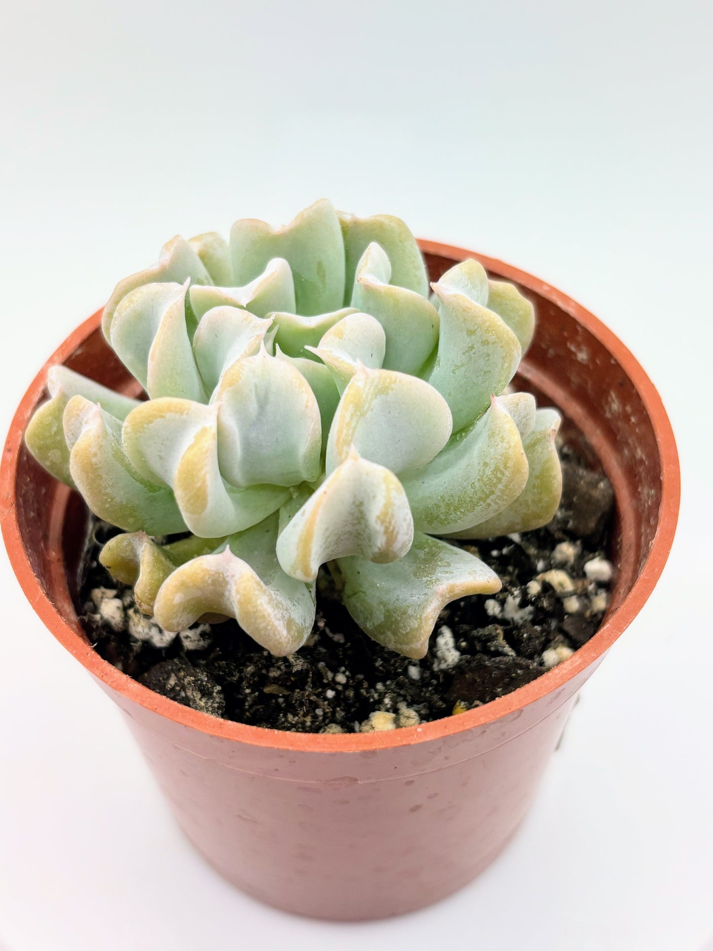 Echeveria runyonii 'Topsy Turvy'