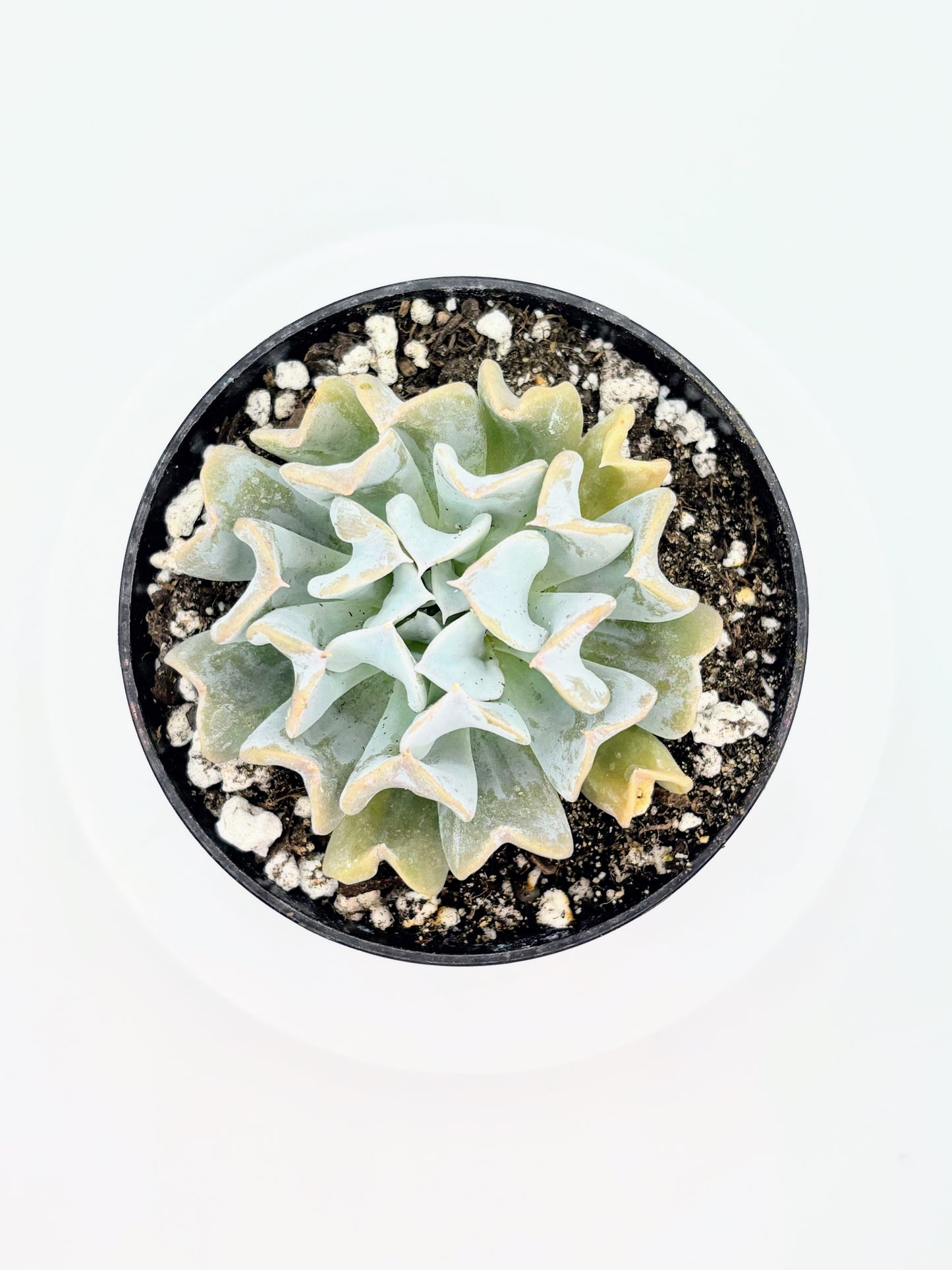 Echeveria runyonii 'Topsy Turvy'