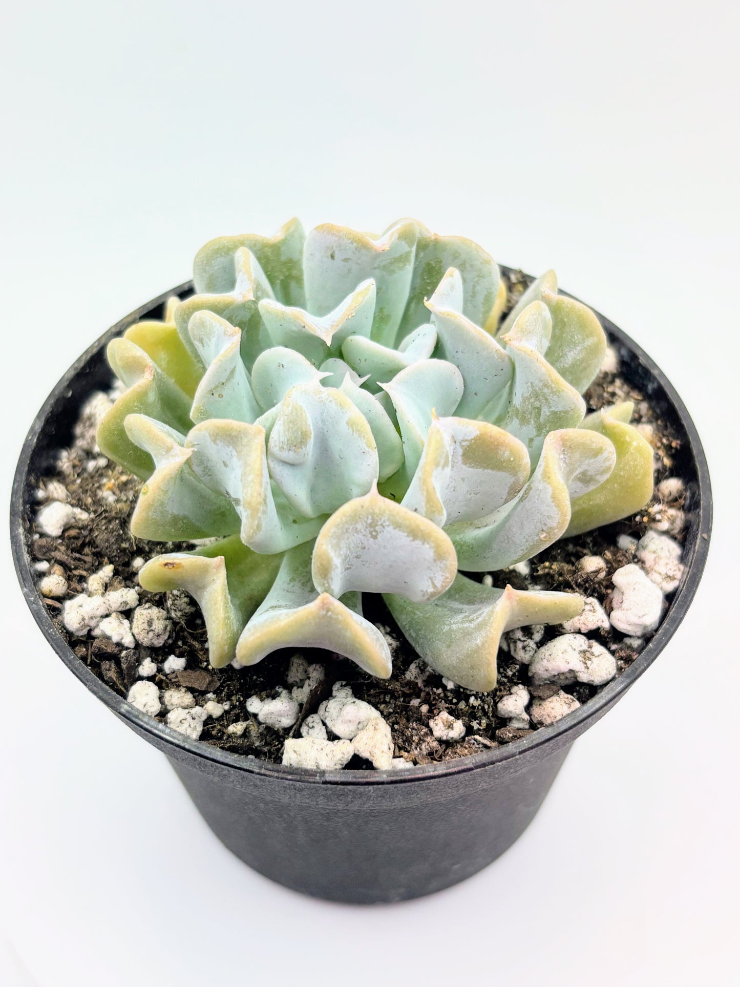 Echeveria runyonii 'Topsy Turvy'