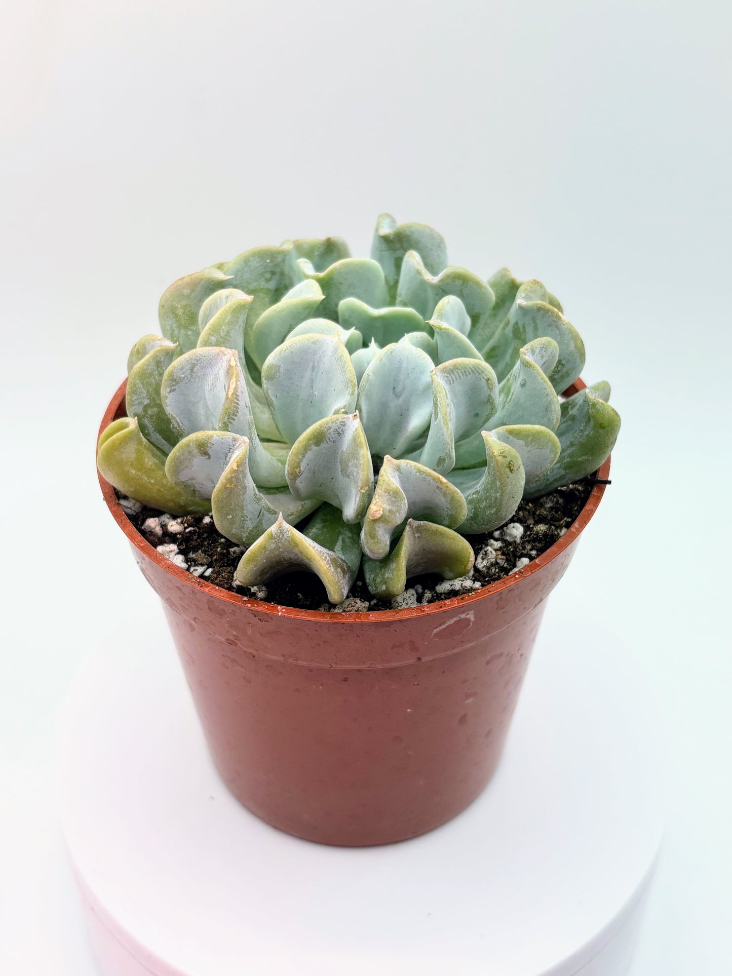 Echeveria runyonii 'Topsy Turvy'