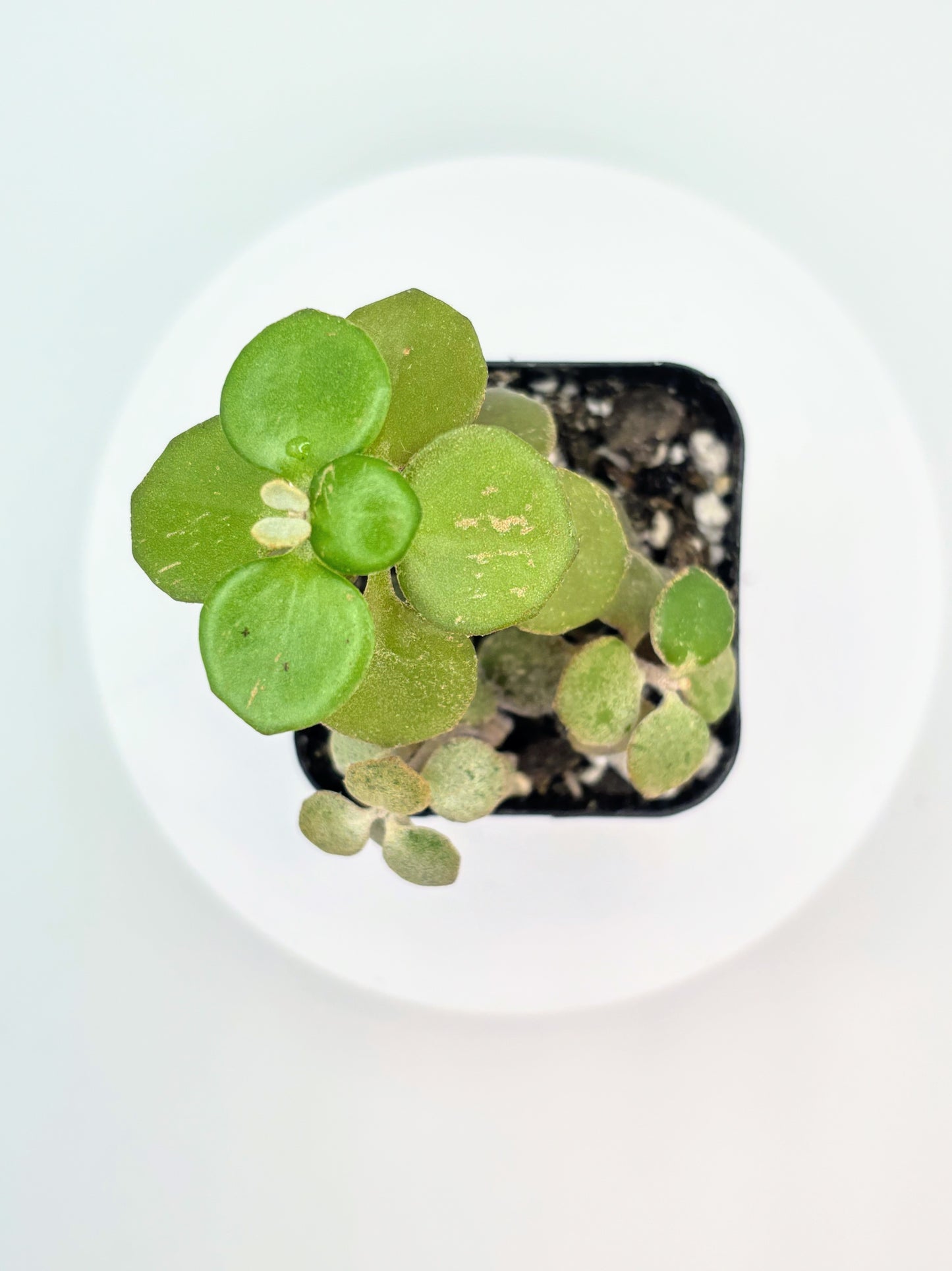 Mystery Jade