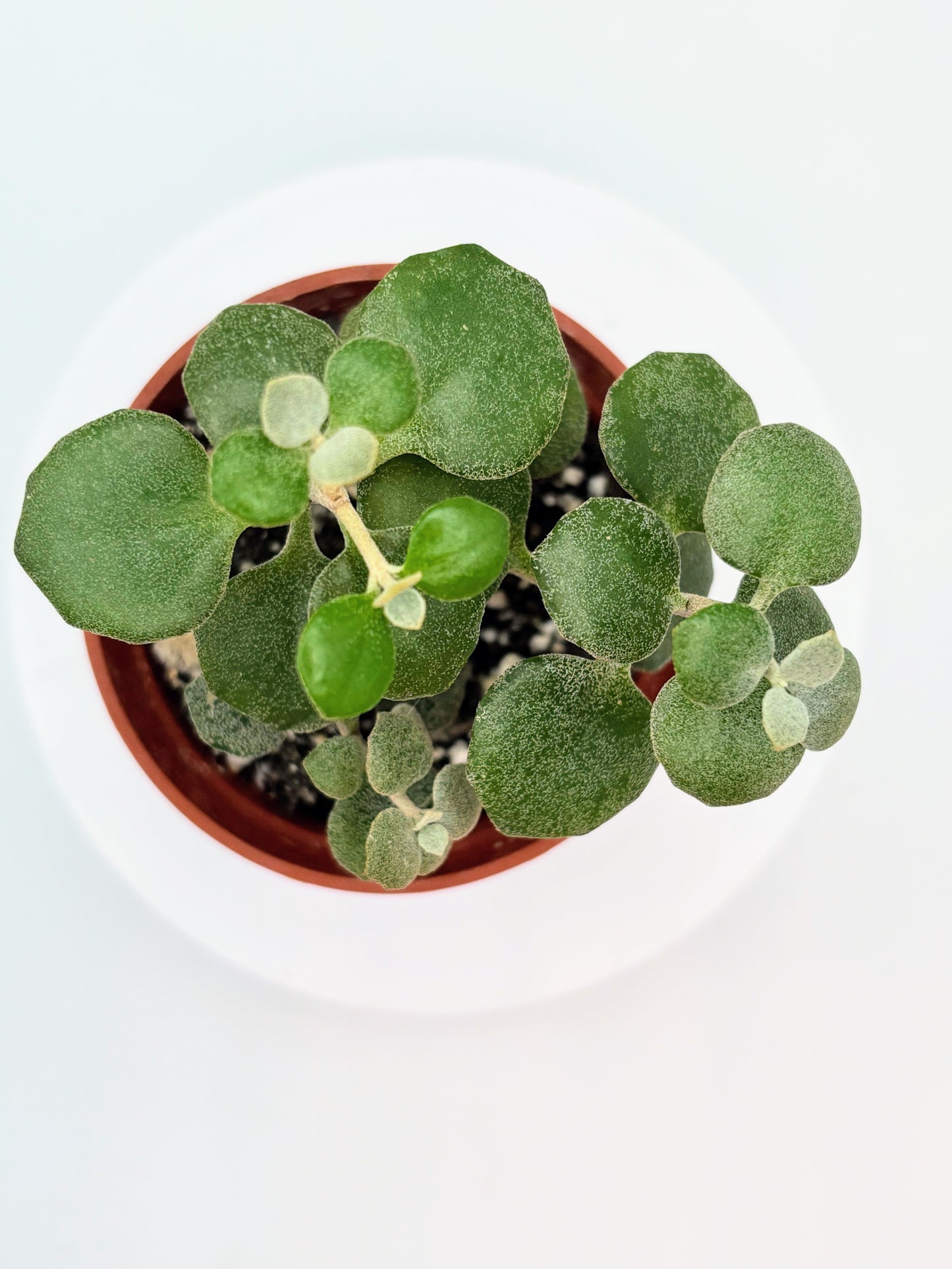 Mystery Jade