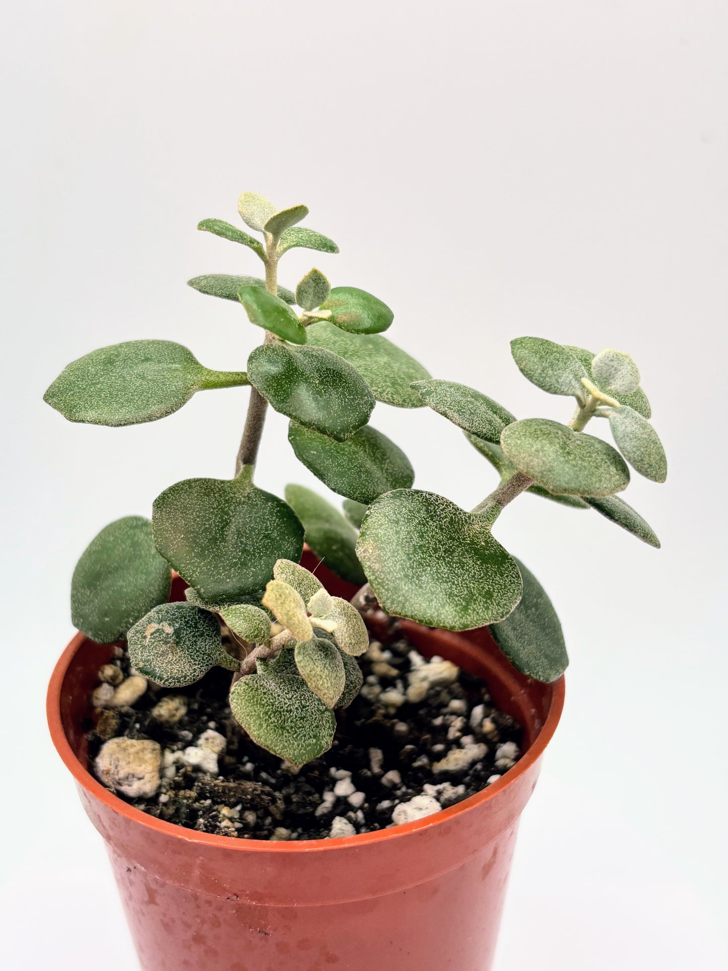 Mystery Jade