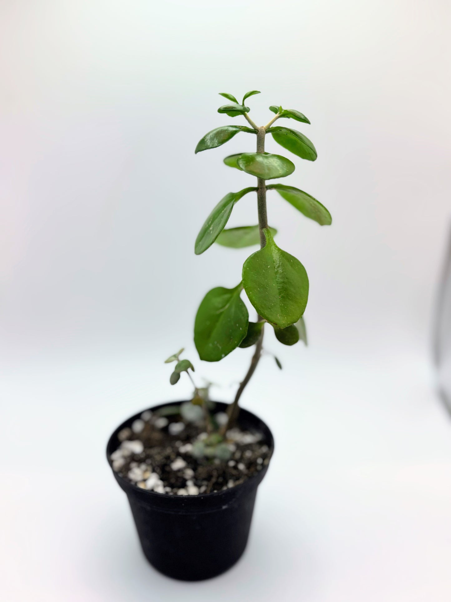 Mystery Jade