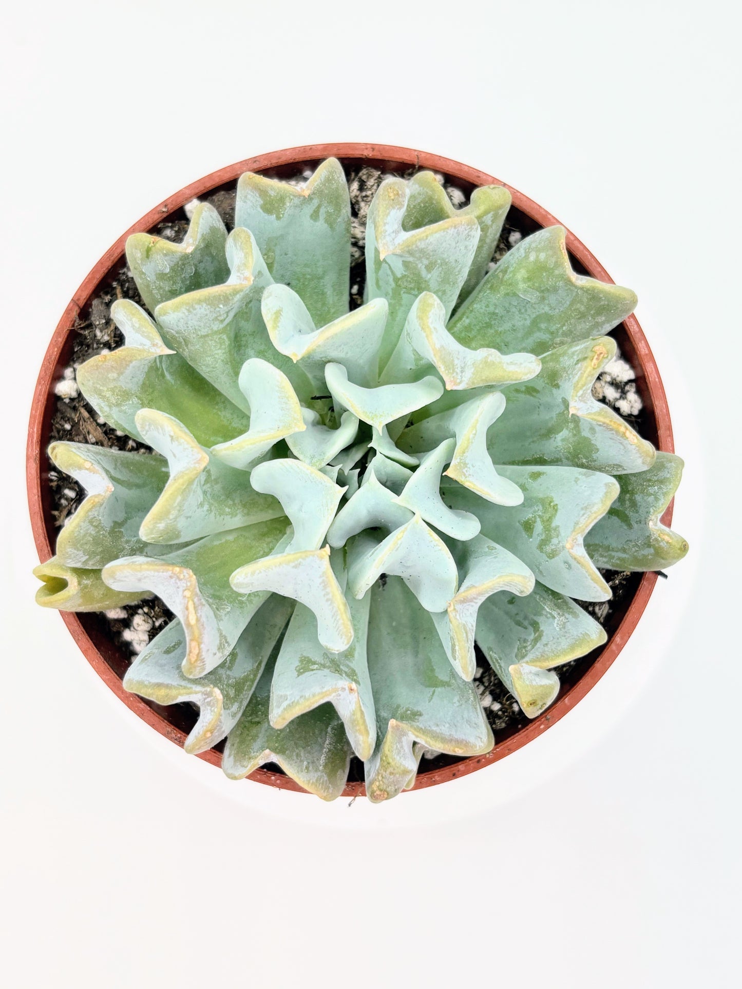 Echeveria runyonii 'Topsy Turvy'