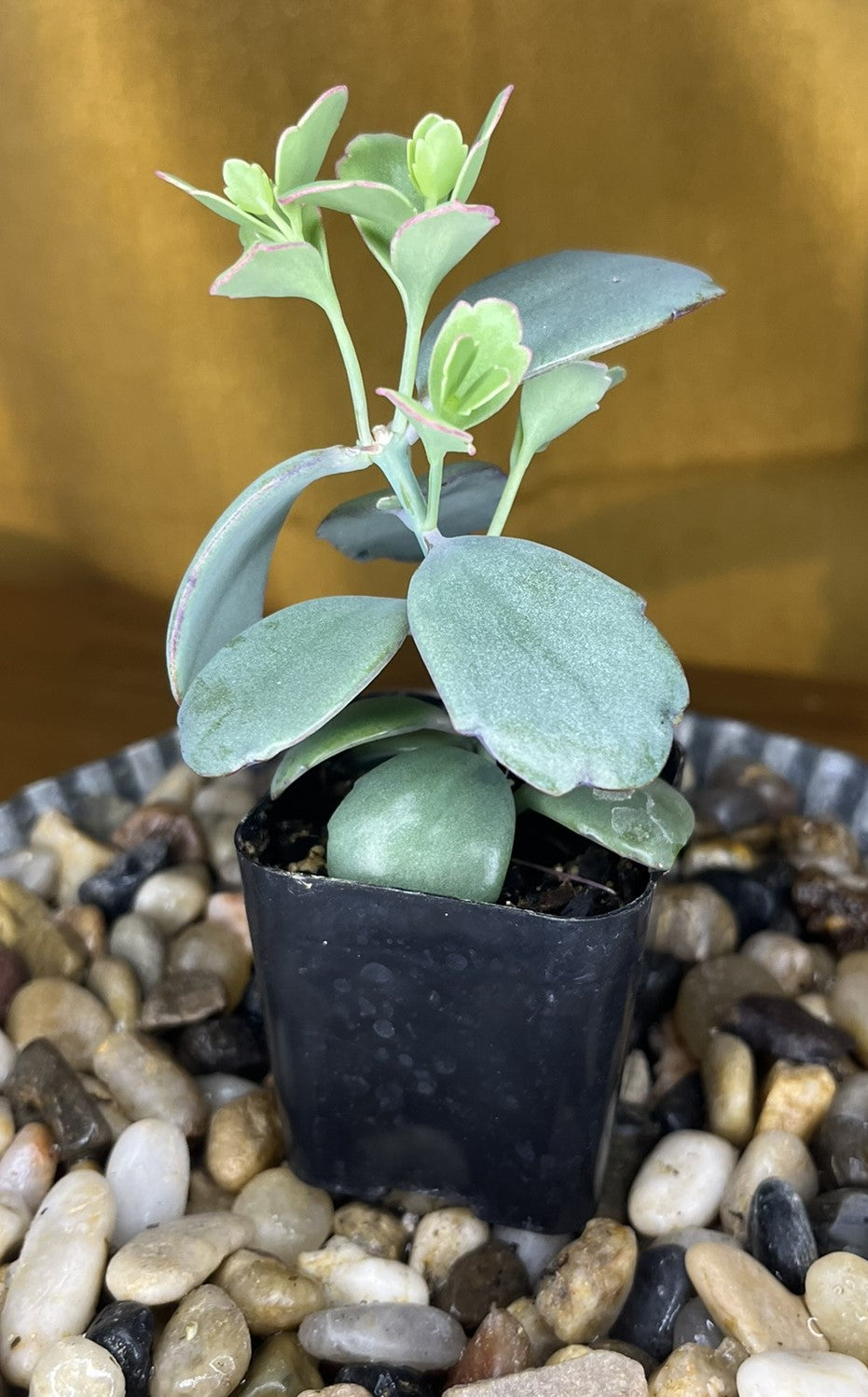 Kalanchoe fedtschenkoi 'Lavender Scallops'
