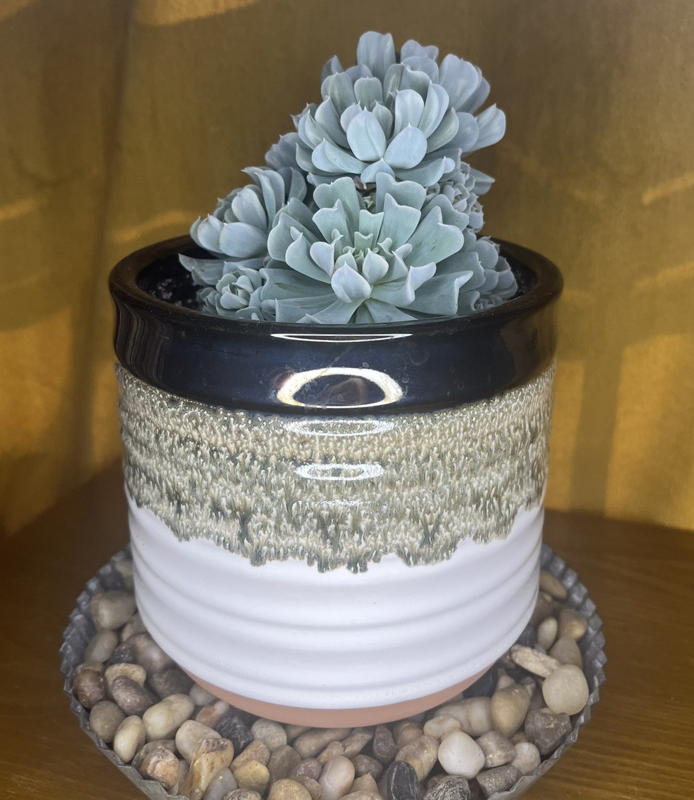Echeveria runyonii 'Topsy Turvy'