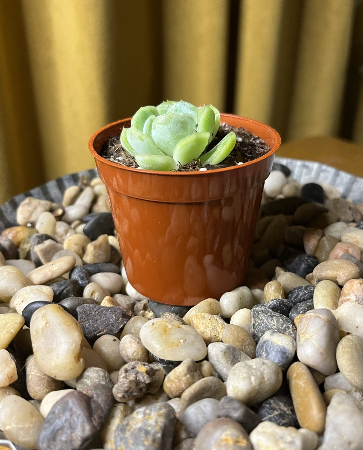 Echeveria Elegans 'Mexican Snowball'