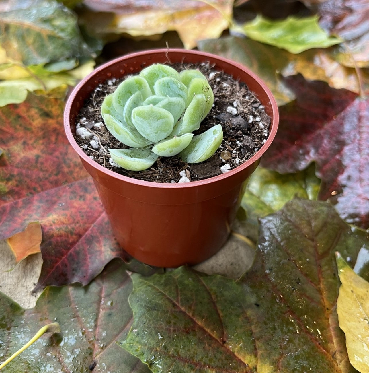 Echeveria Elegans 'Mexican Snowball'