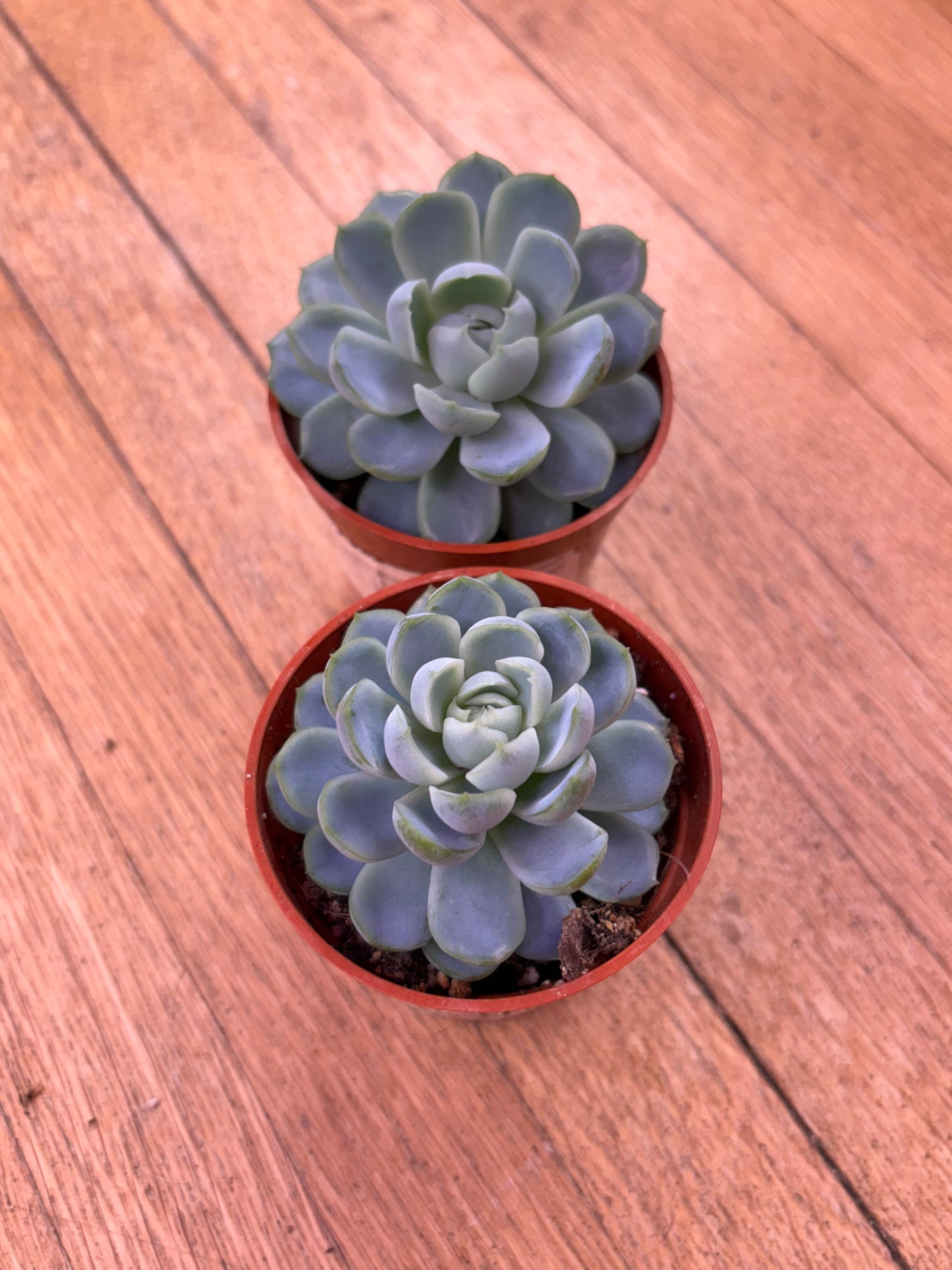 Echeveria Elegans 'Mexican Snowball'