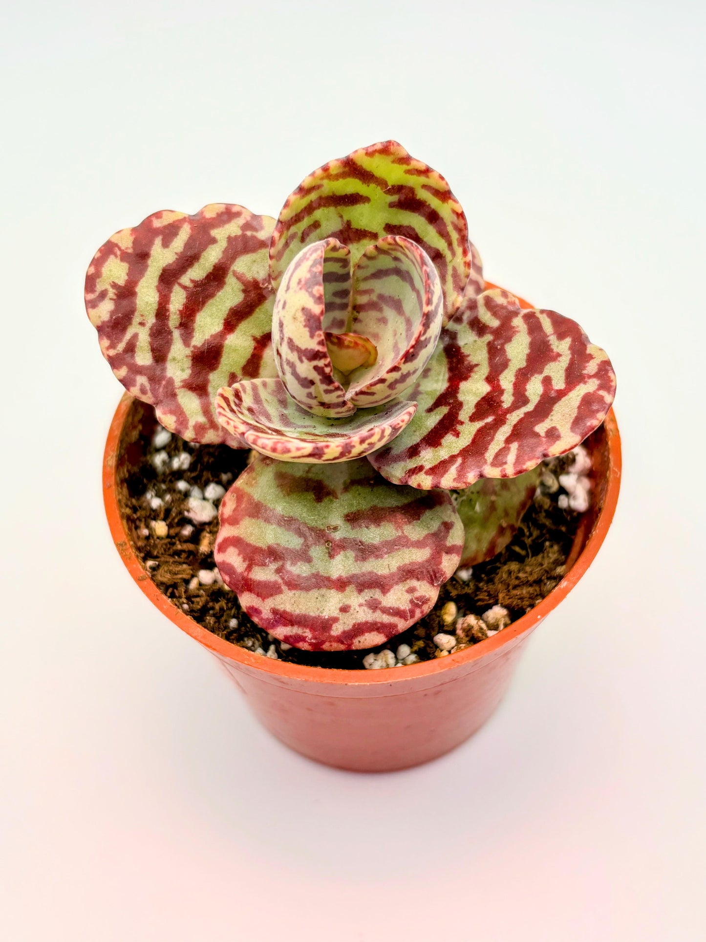Kalanchoe humilis