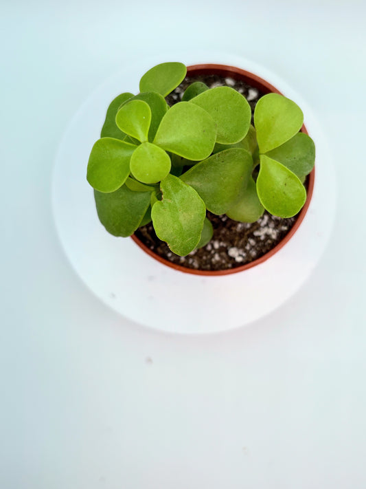 Elephant Bush Jade