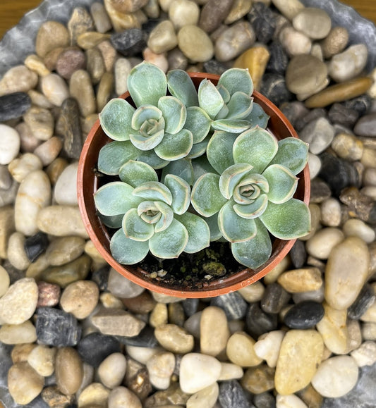 Echeveria 'Jasiri'