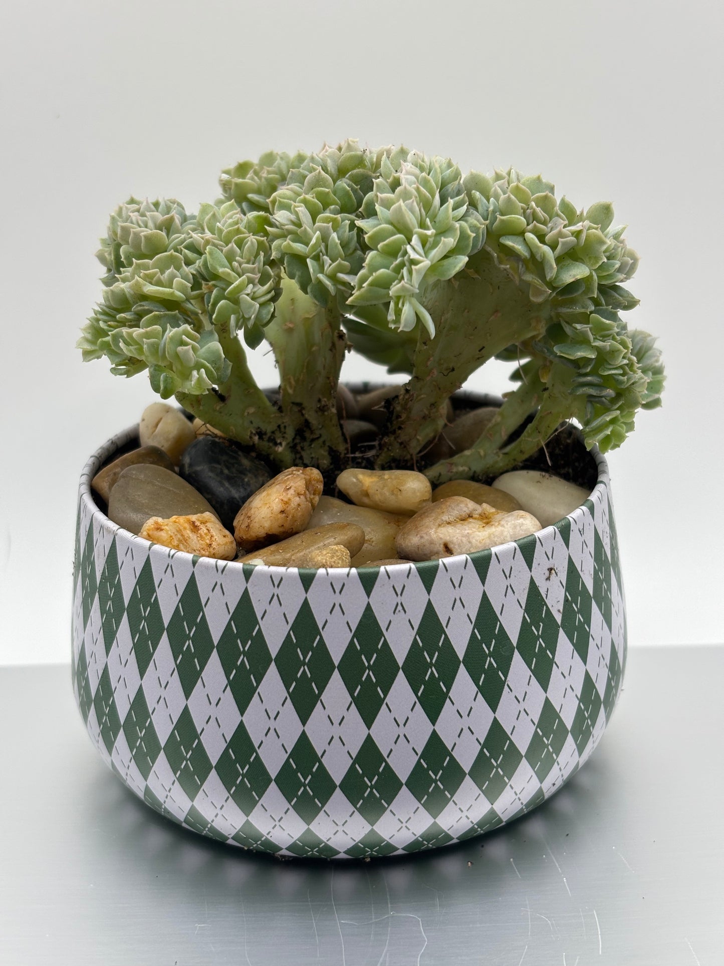 Broccoli Bonsai