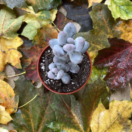 Pachyphytum 'Blue Haze'