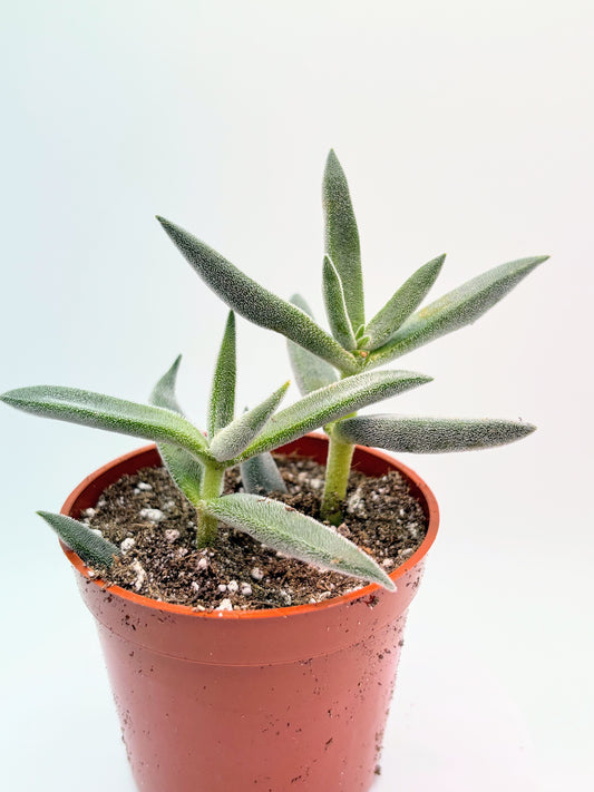 Crassula Surprise Party