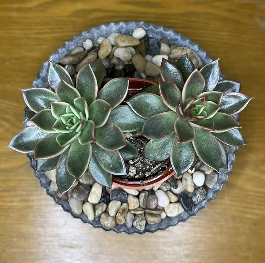 Echeveria Agavoides