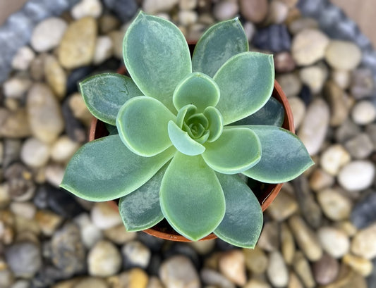 Echeveria 'Blue Atoll'