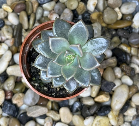 xGraptosedum 'Bronze'