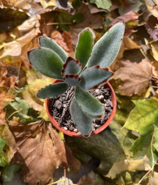 Kalanchoe tomentosa 'Chocolate Soldier'