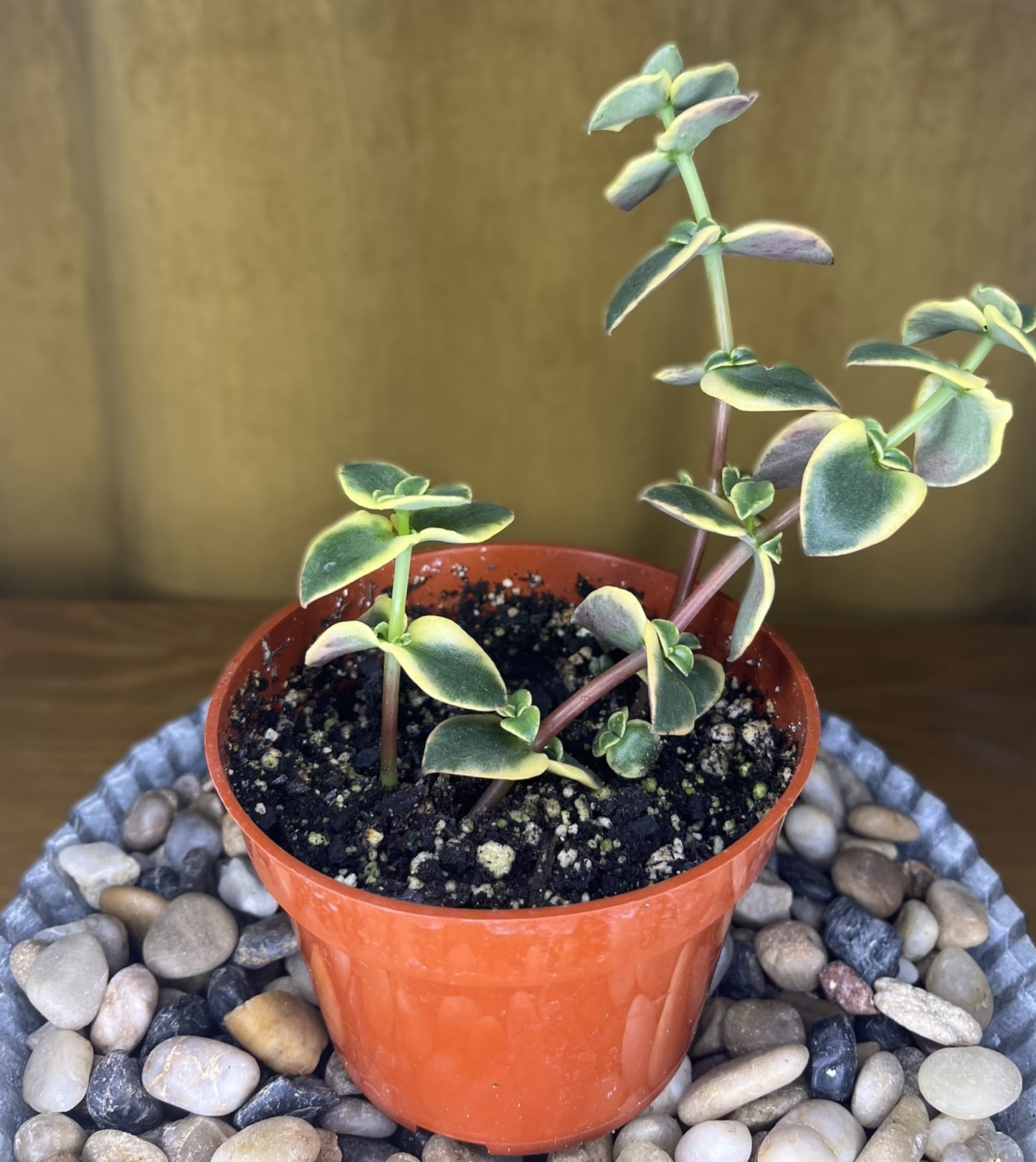 Variegated Calico Kitten CPM 'Variegata'