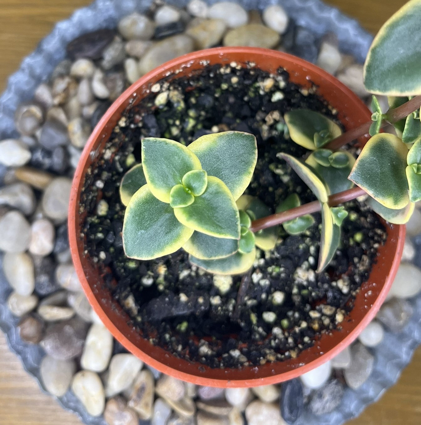 Variegated Calico Kitten CPM 'Variegata'