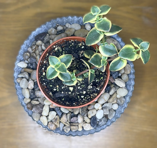 Variegated Calico Kitten CPM 'Variegata'